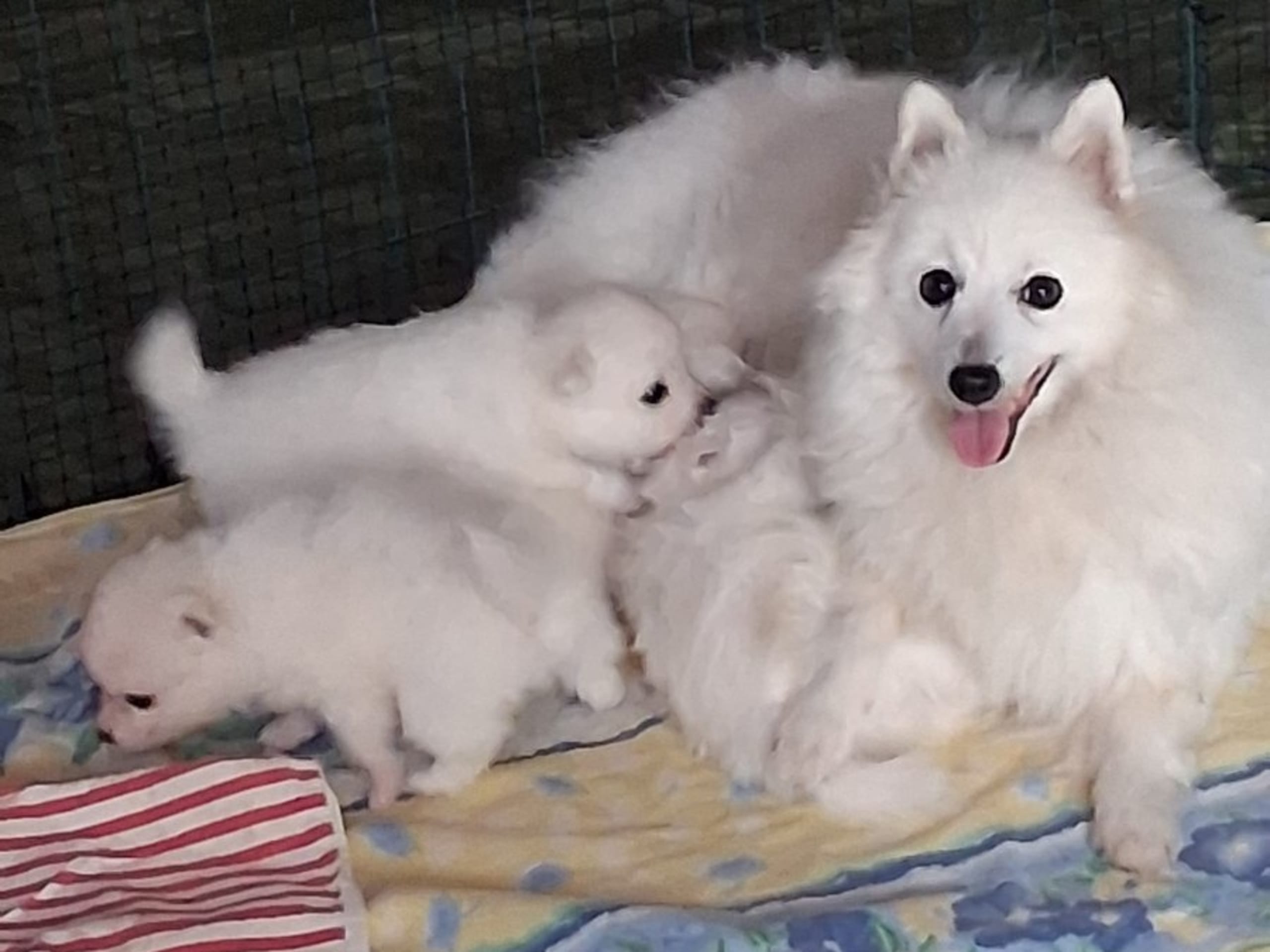 Japanese Spitz · Kristdala · Kennel Alegros