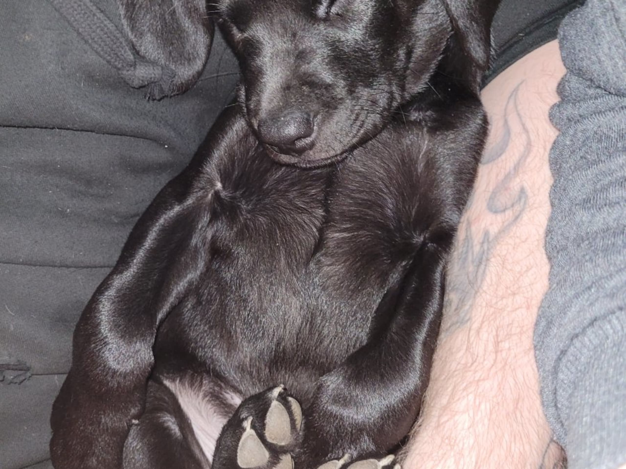 Labrador retriever · Edsbruk · Verbascum nigrum
