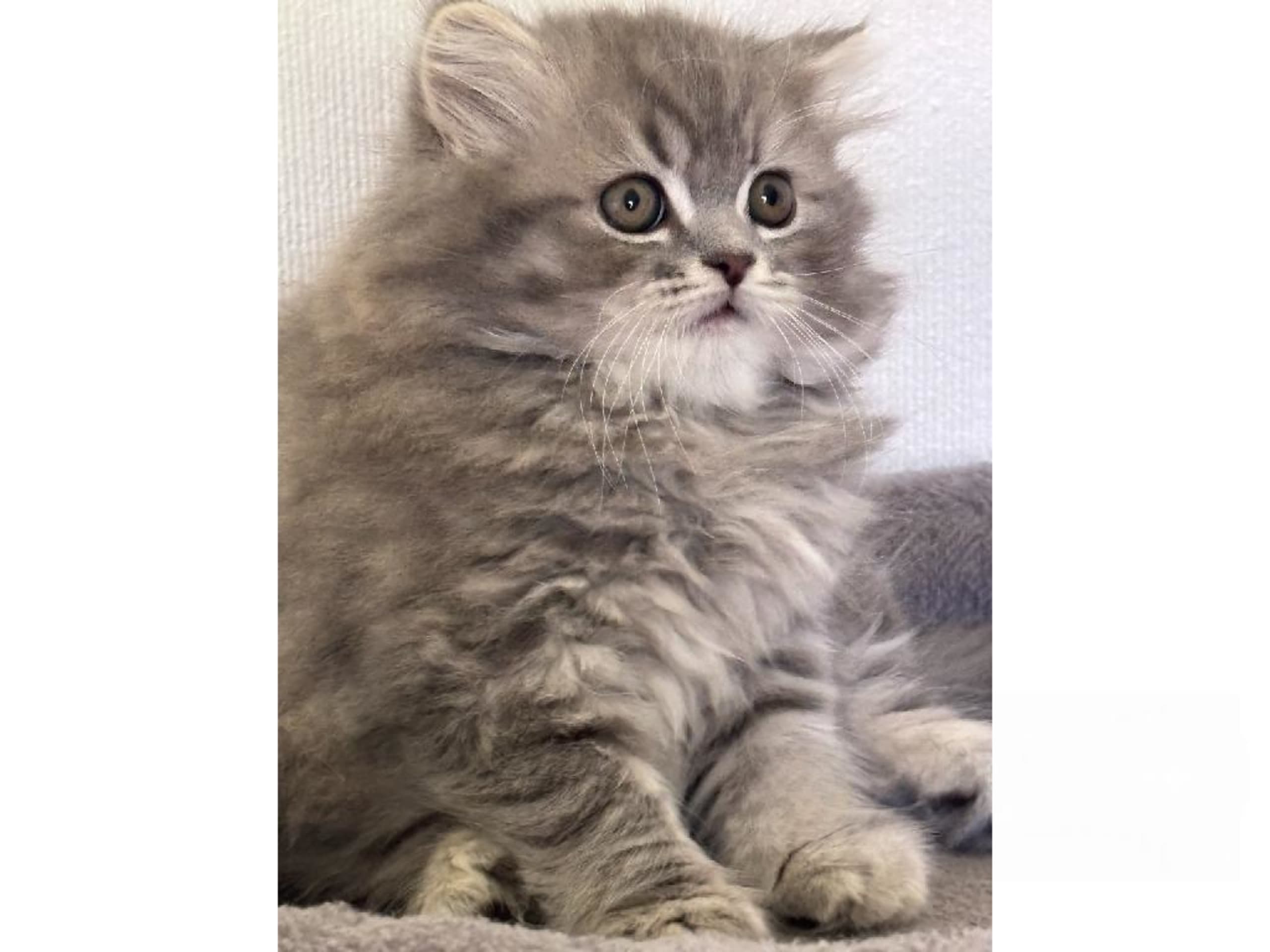 British Shorthair · Borlänge · S*Lur Per's