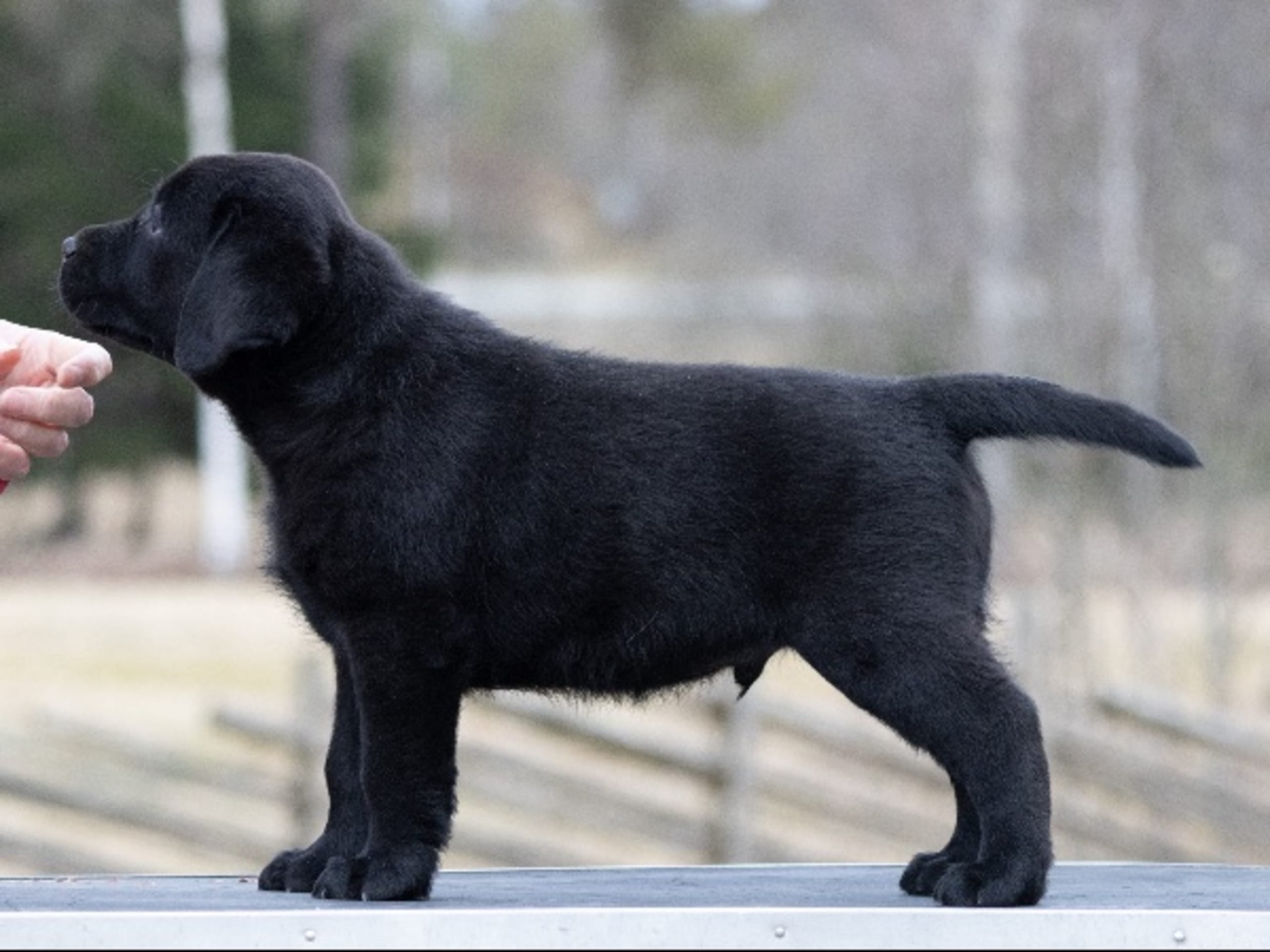 Labrador retriever · Seglora · Sångfågelns