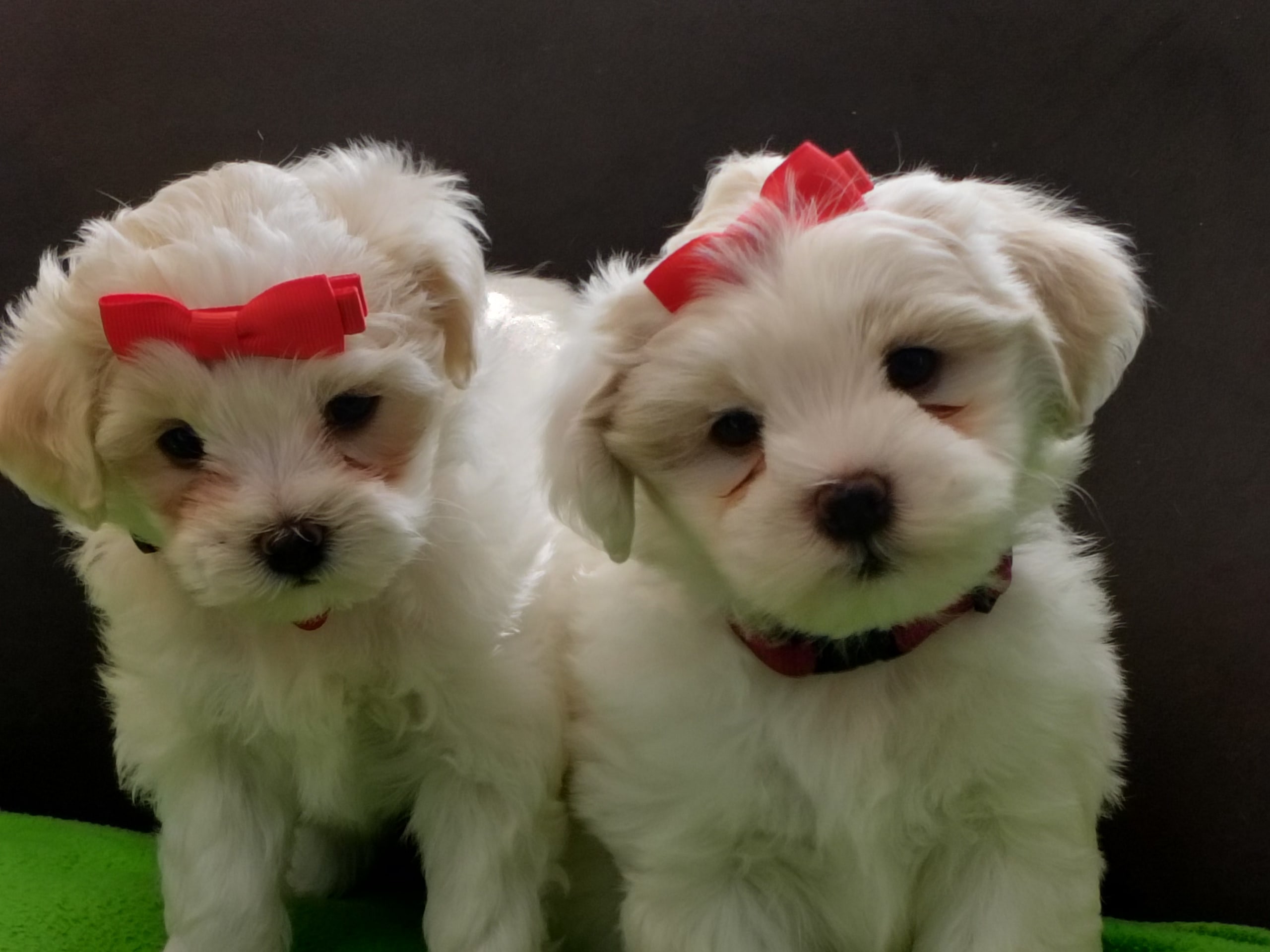 Maltipoo · Göteborg · Ramin H.