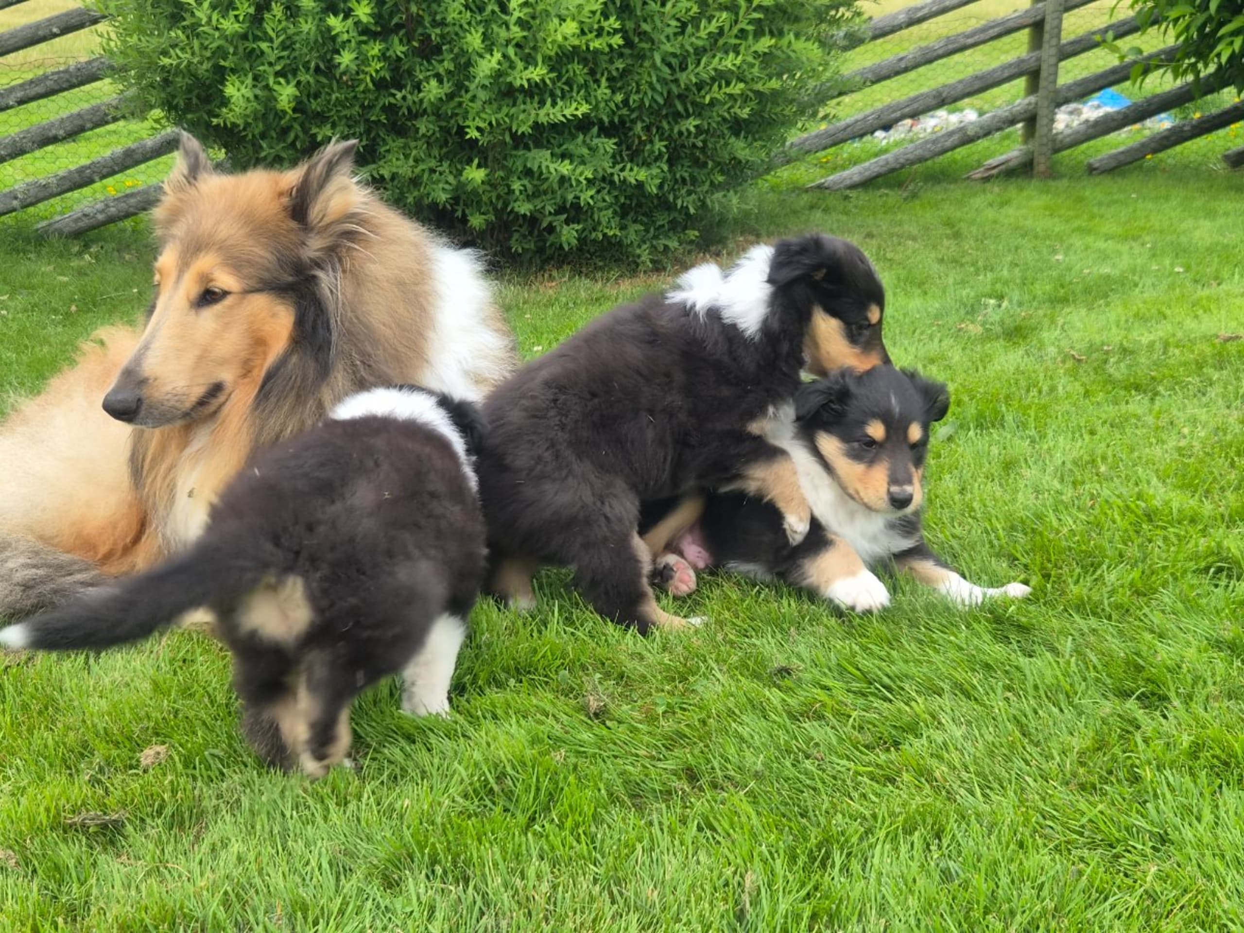 Collie · Kvibille · Damaianus
