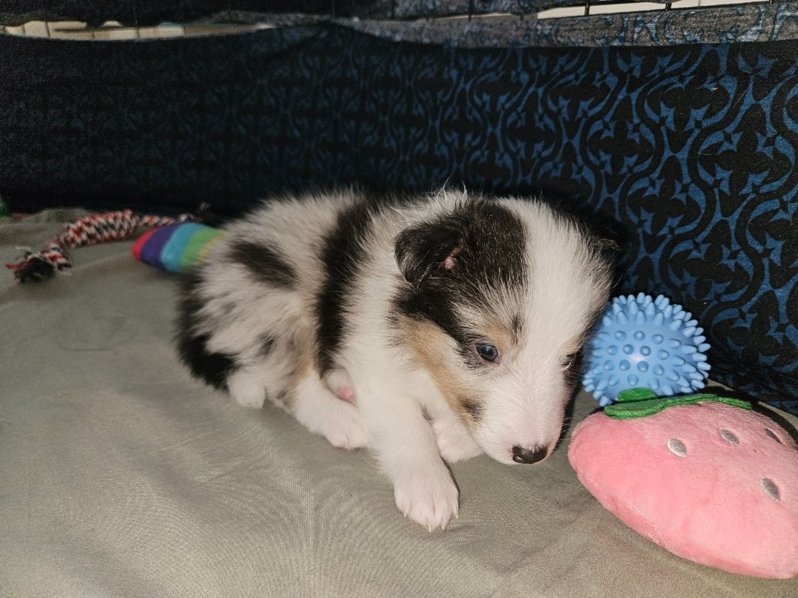 Shetland Sheepdog · Staffanstorp · Therese Williamsdotter