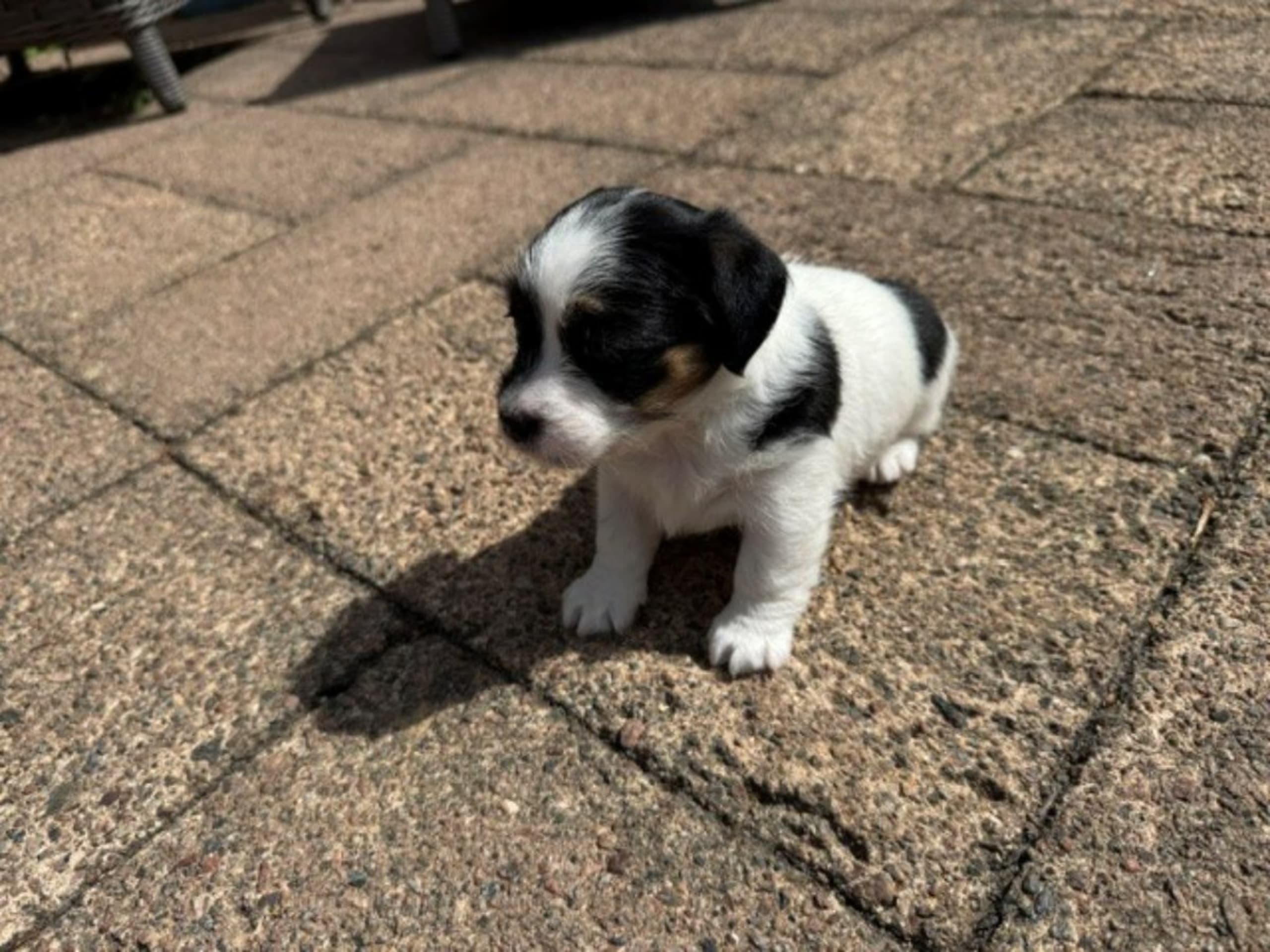Jack Russell Terrier · Lidköping · Andreas Friberg