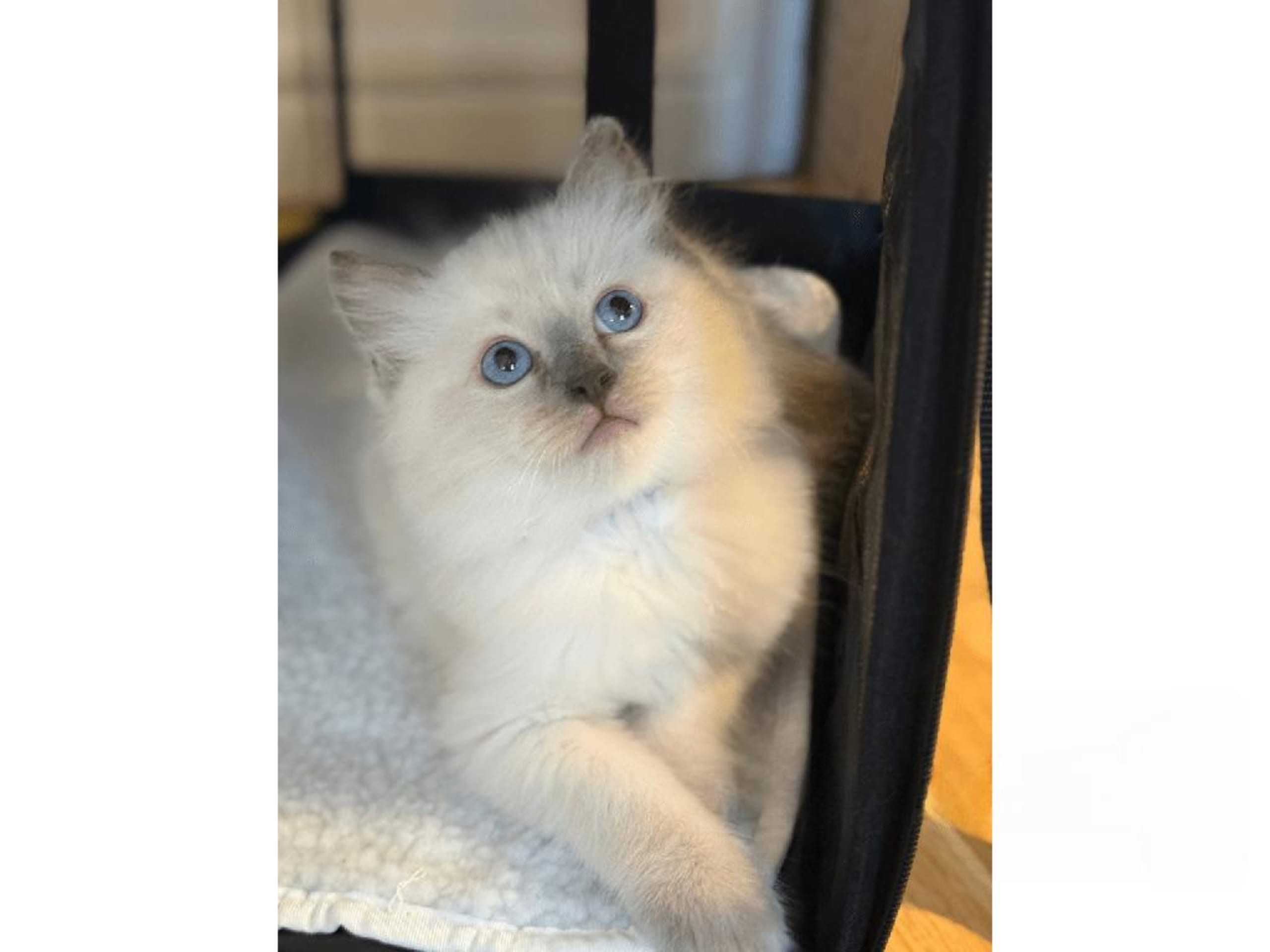 Ragdoll · Johanneshov · SE*LillaGumman's