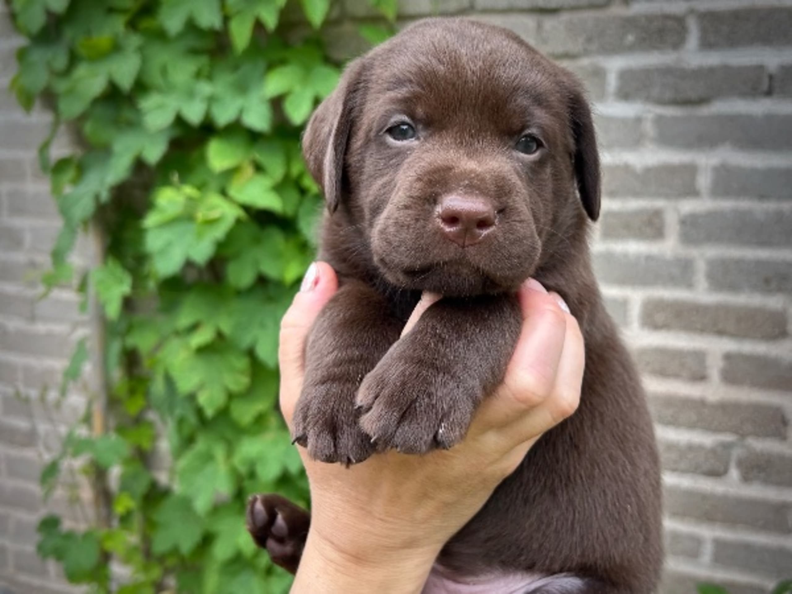 Labrador retriever · Täby · Lisa Lekman