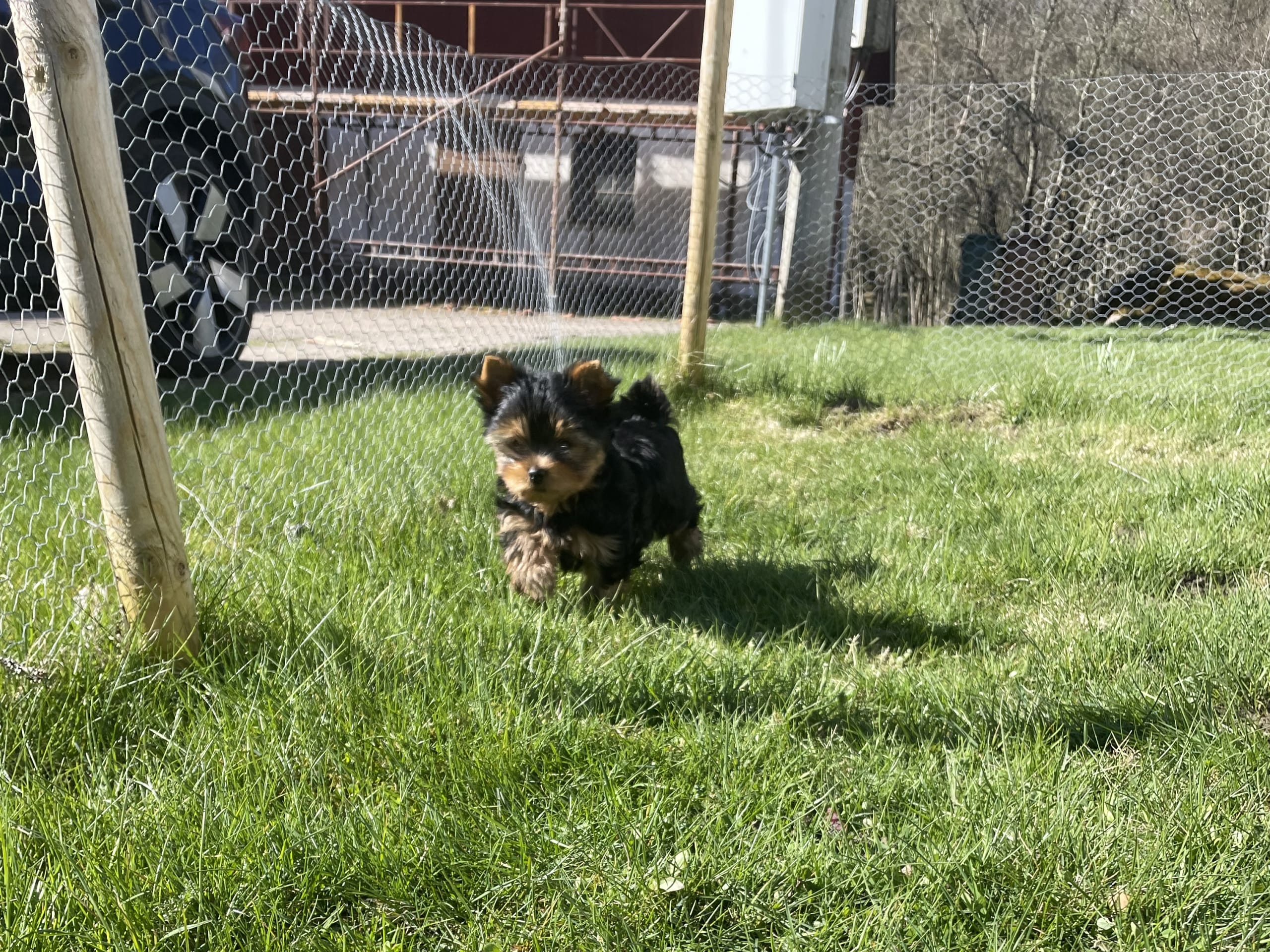 Yorkshire terrier · Vårgårda · Charlotte A.