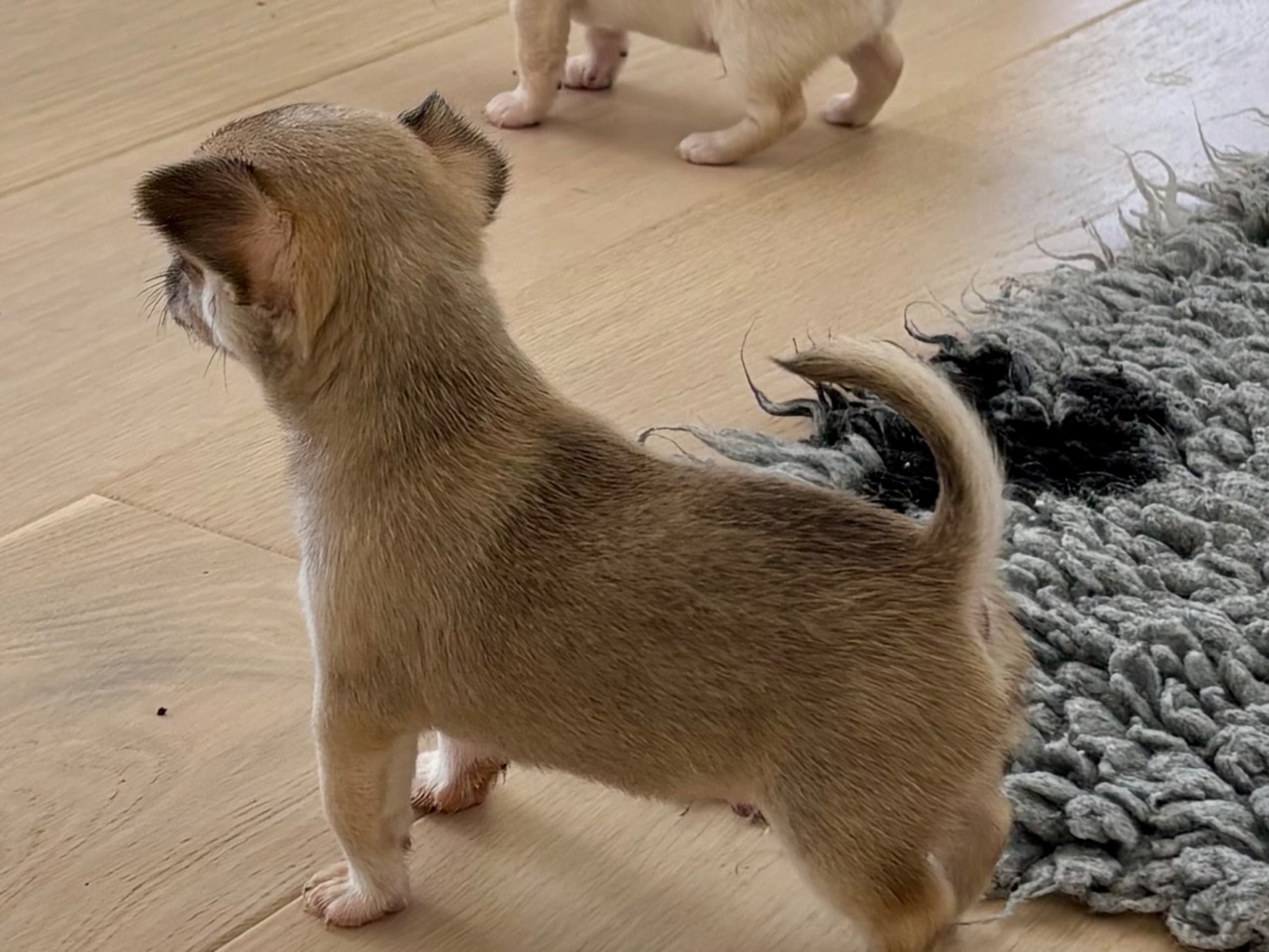 Chihuahua · Västra frölunda · My precious
