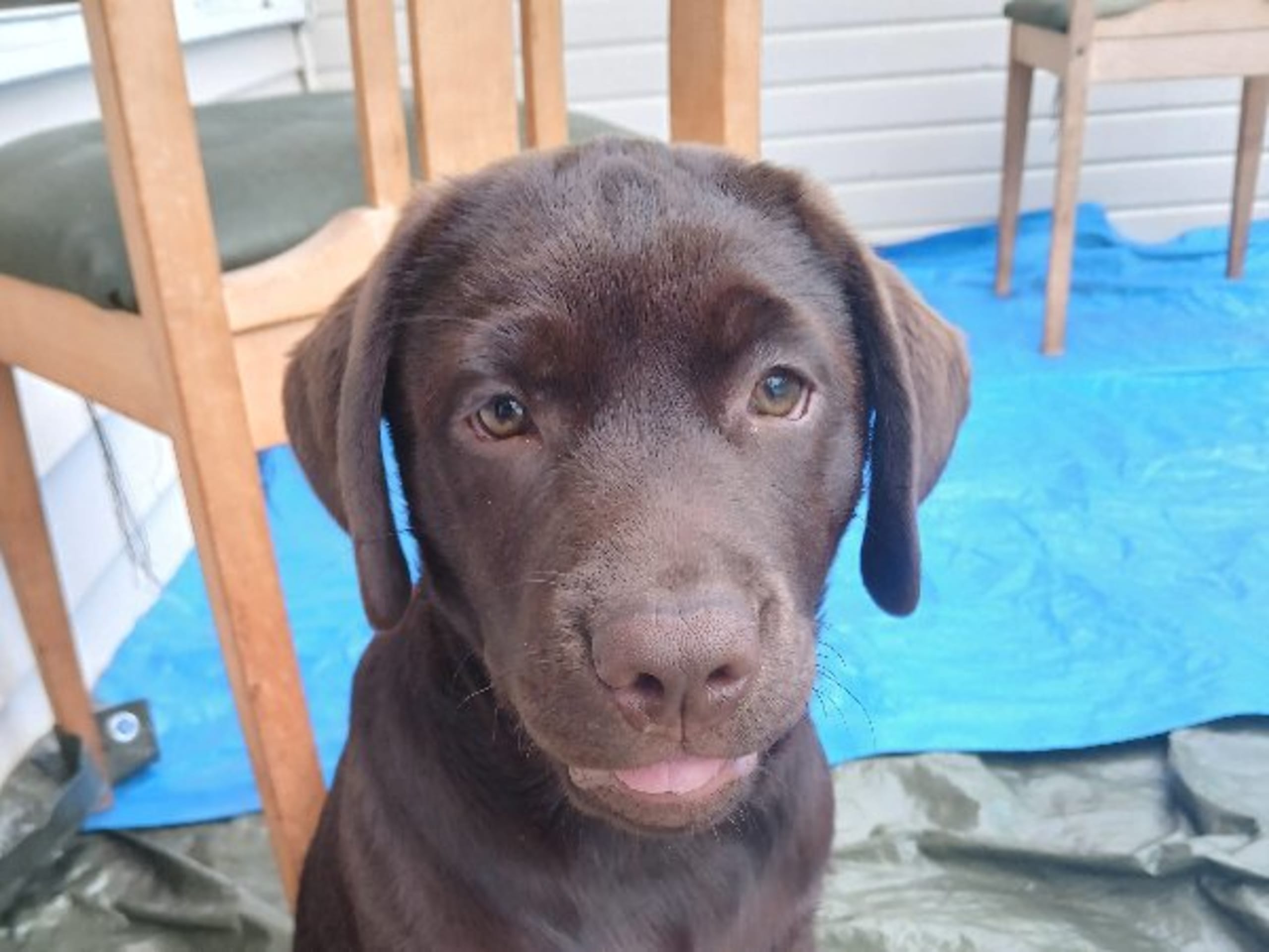 Labrador Retriever · Ljungbyholm · Dineroo's Kennel