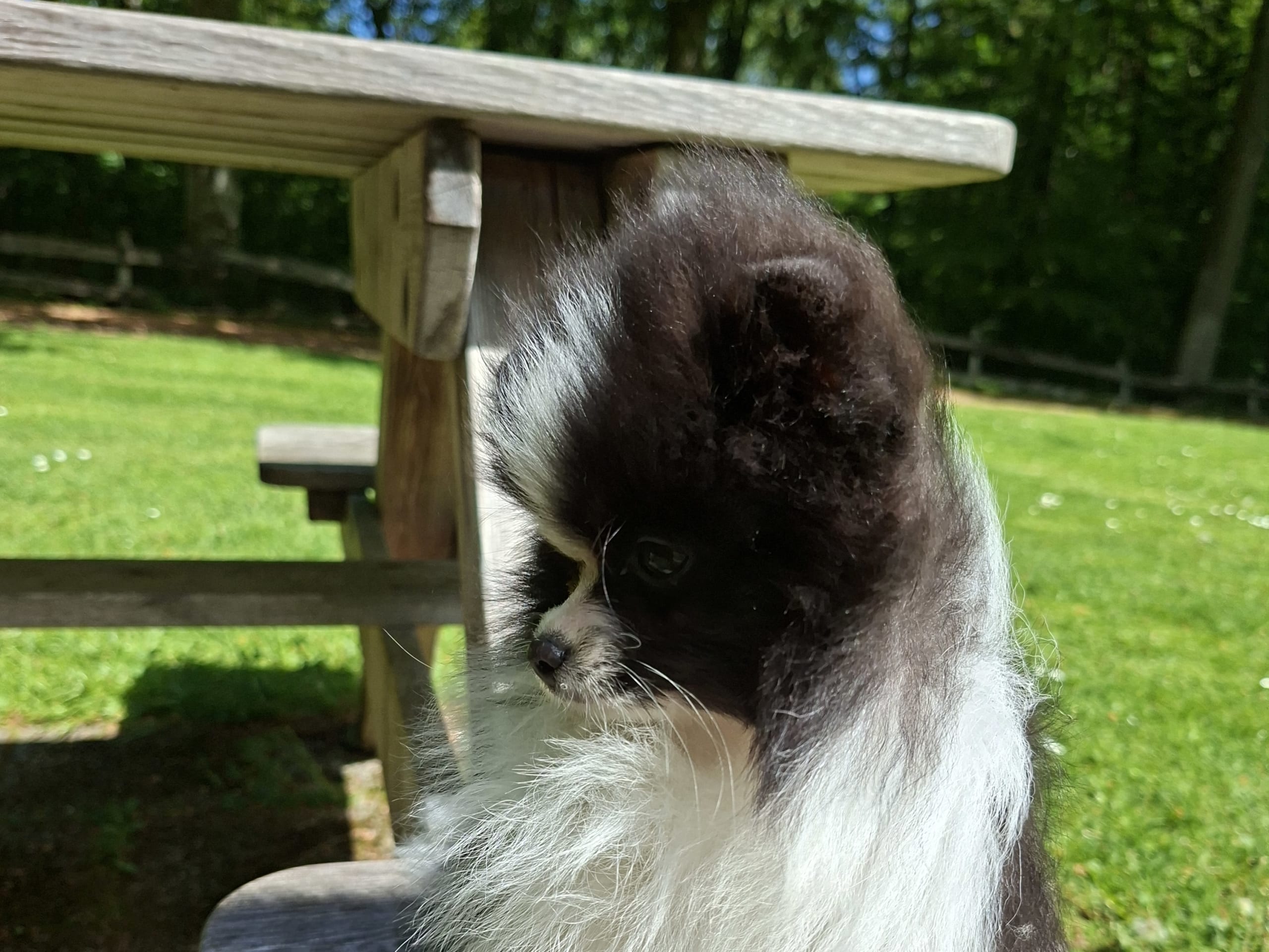 Pomeranian · Tyringe · Bodil N.