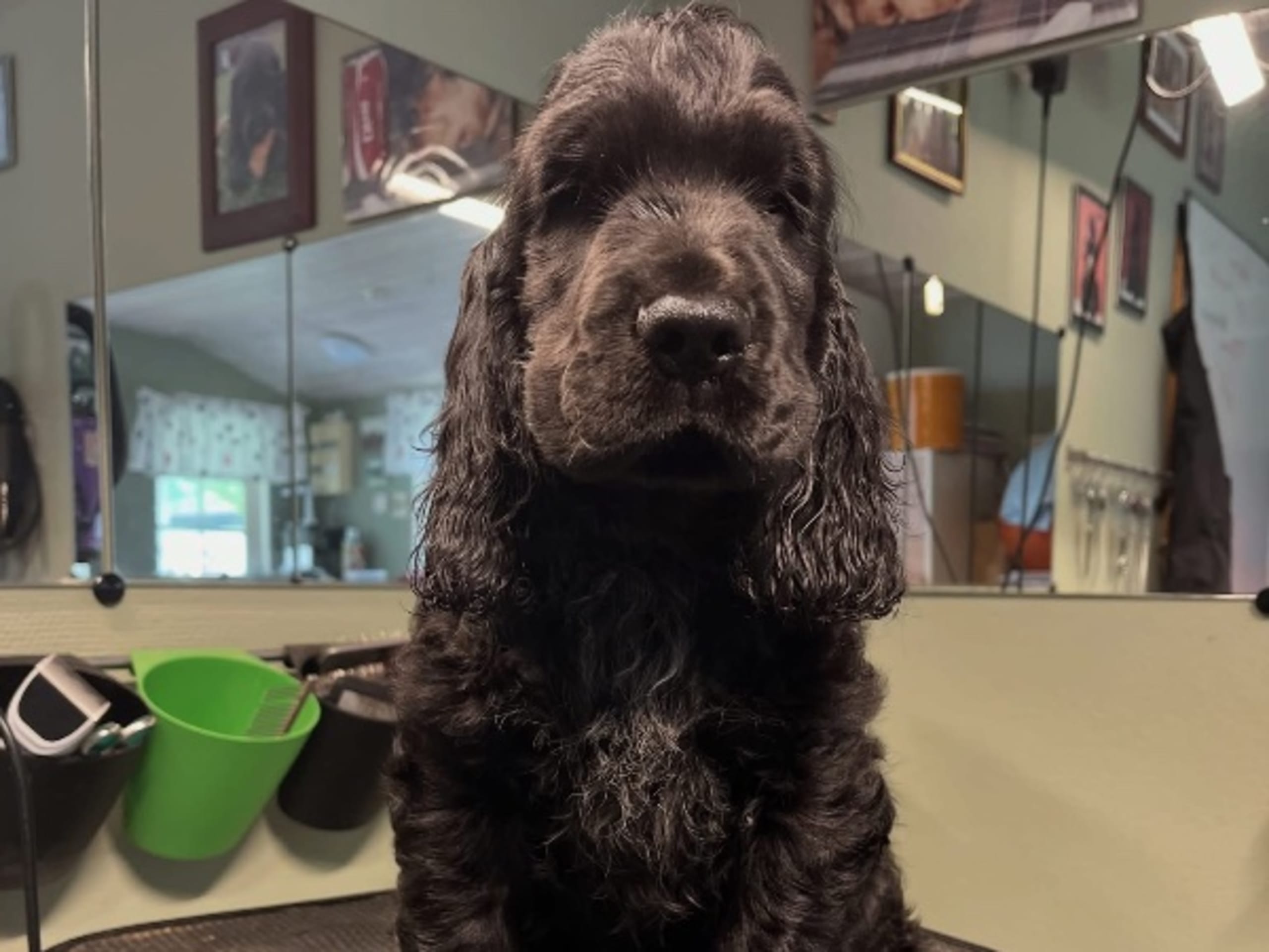 Cocker spaniel · Tollarp · Drömflockens