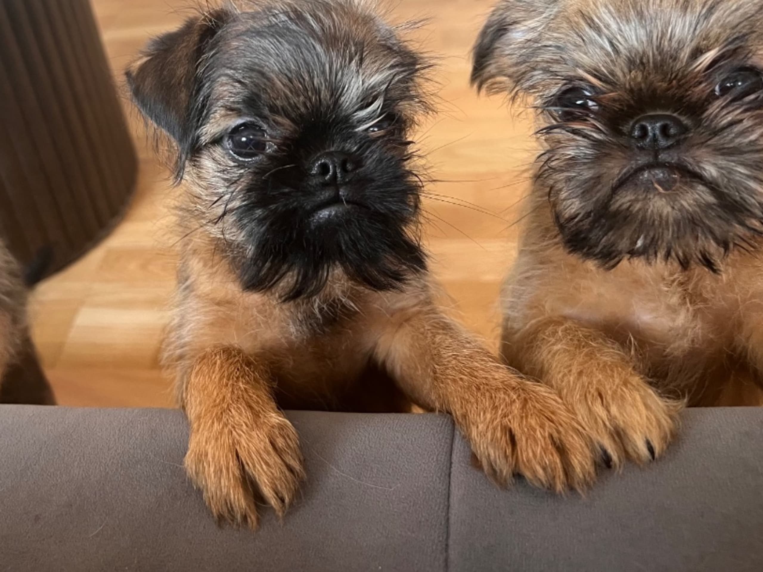 Brussels Griffon · Tyresö · Diddelinos