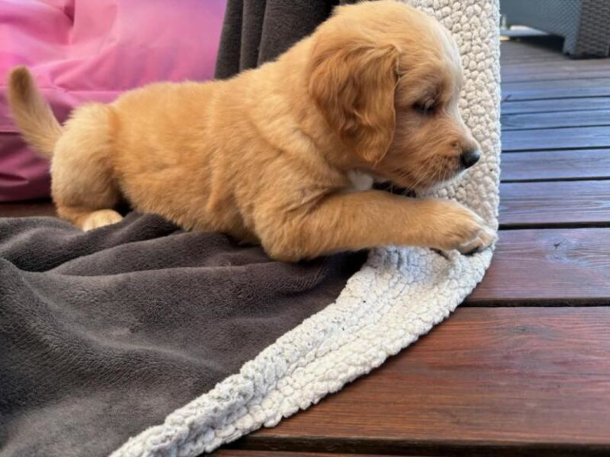Golden retriever · Hillerød · Jakob Peter Christiansen