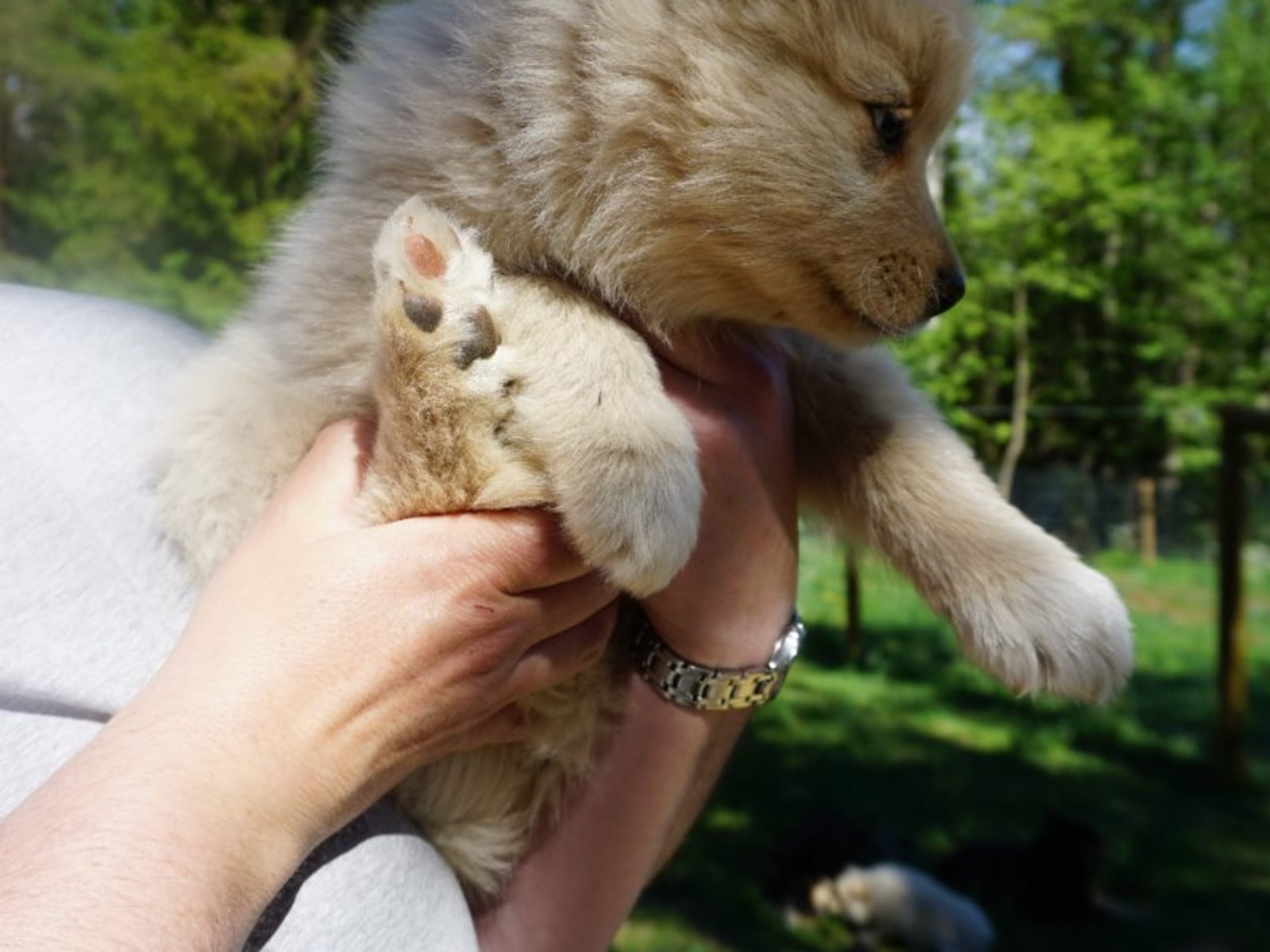 Finnish Lapphund · Uppsala · Vita Nattens