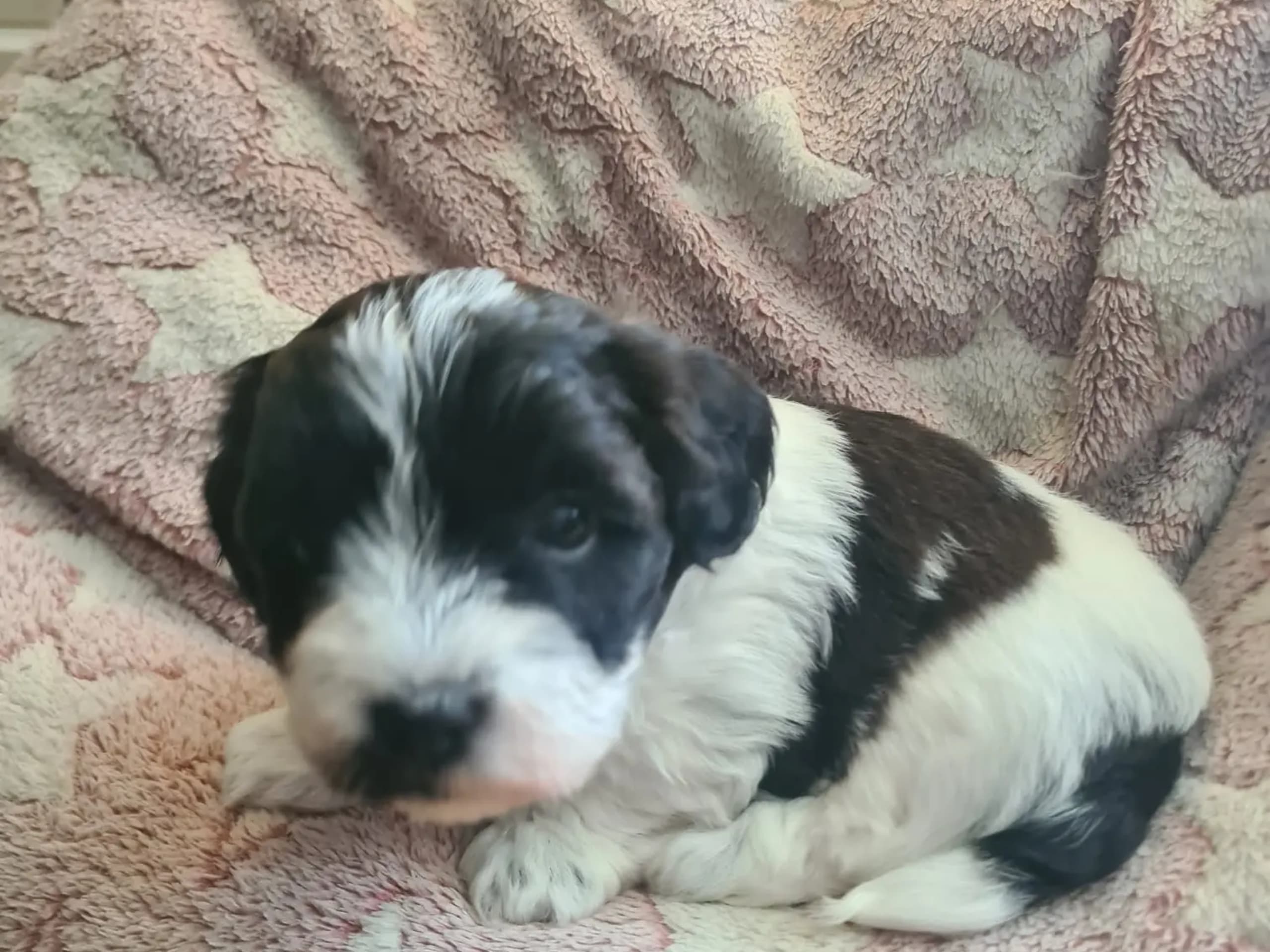 Bichon havanais · Andebu · Susann Cerin Villandseie