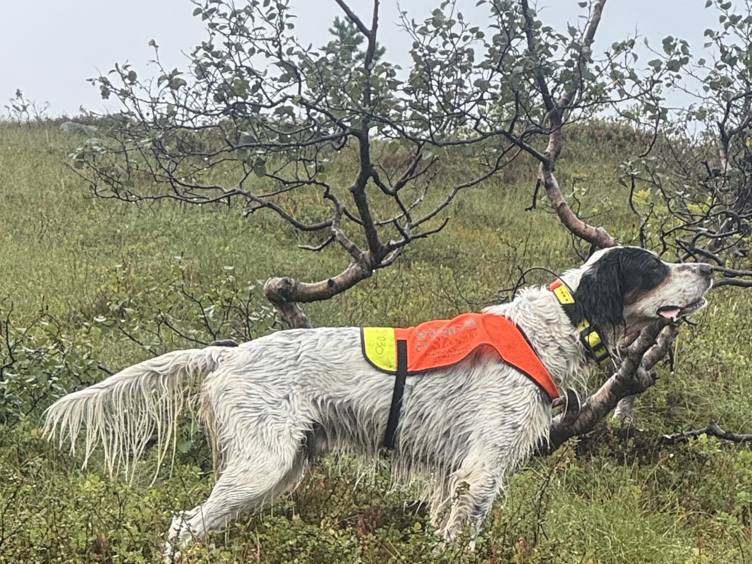 Engelsk setter · Førde · Joachim M.