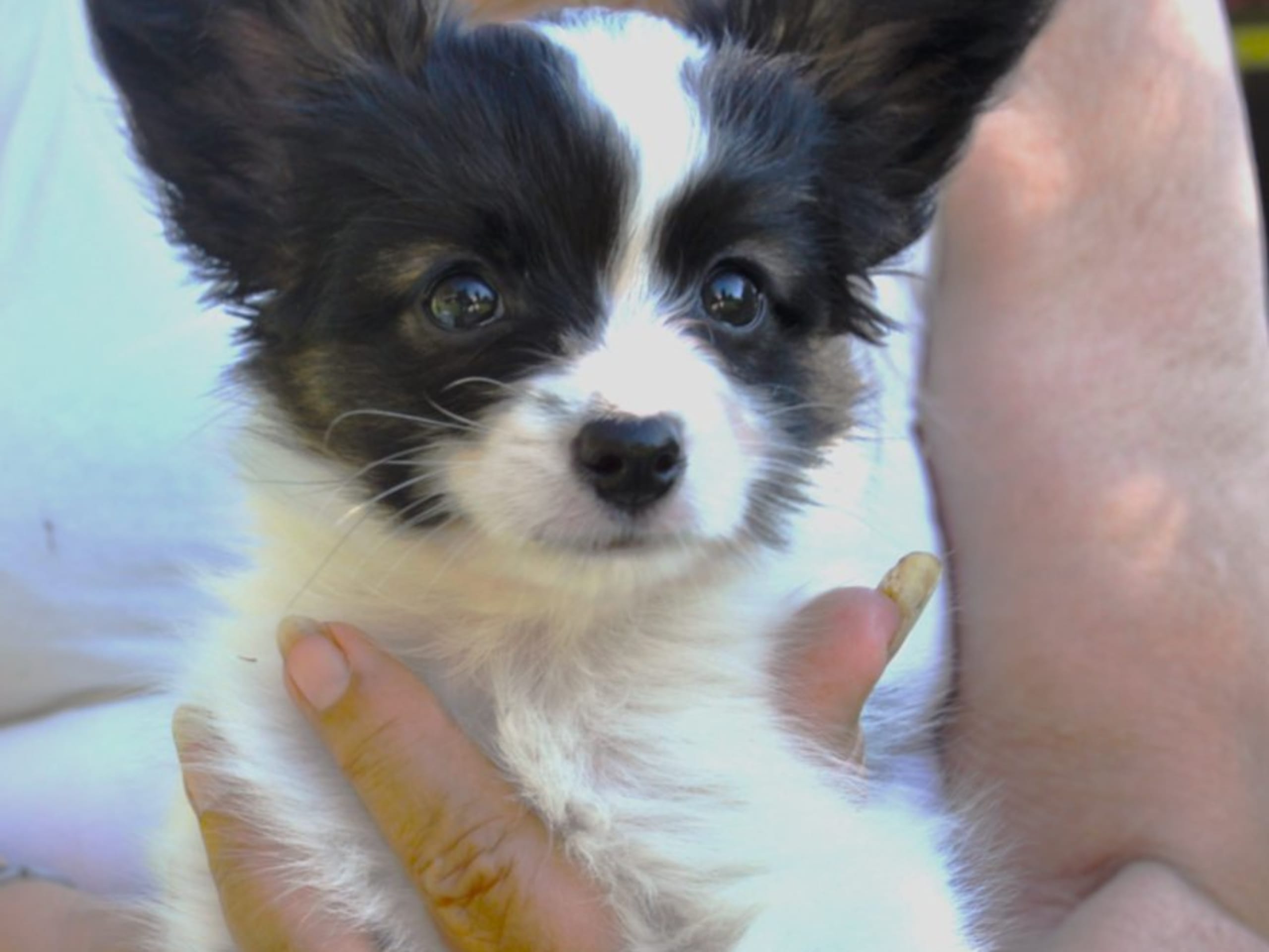 Papillon · Rättvik · Golden Clipp's