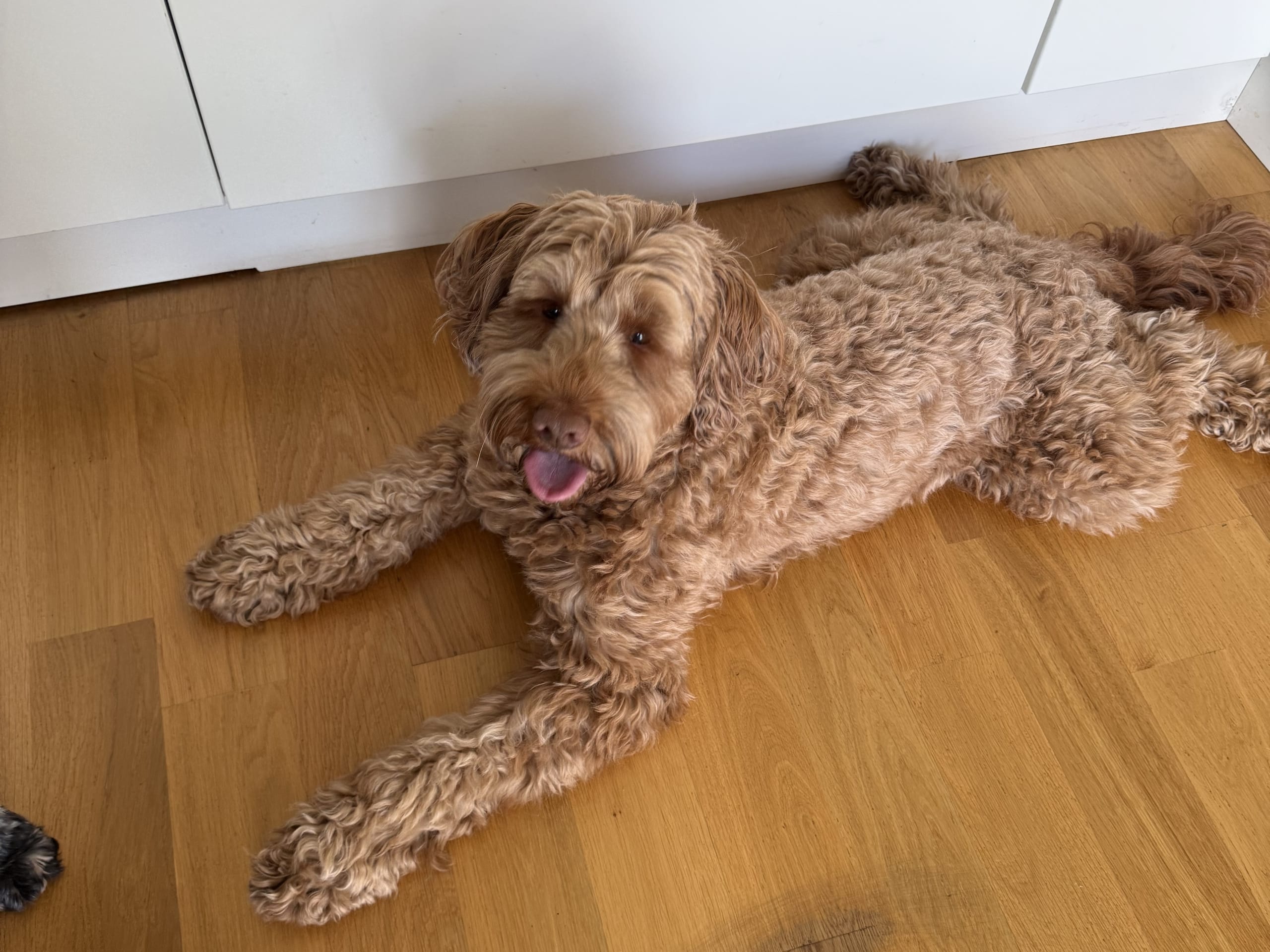 Skåneretrievers