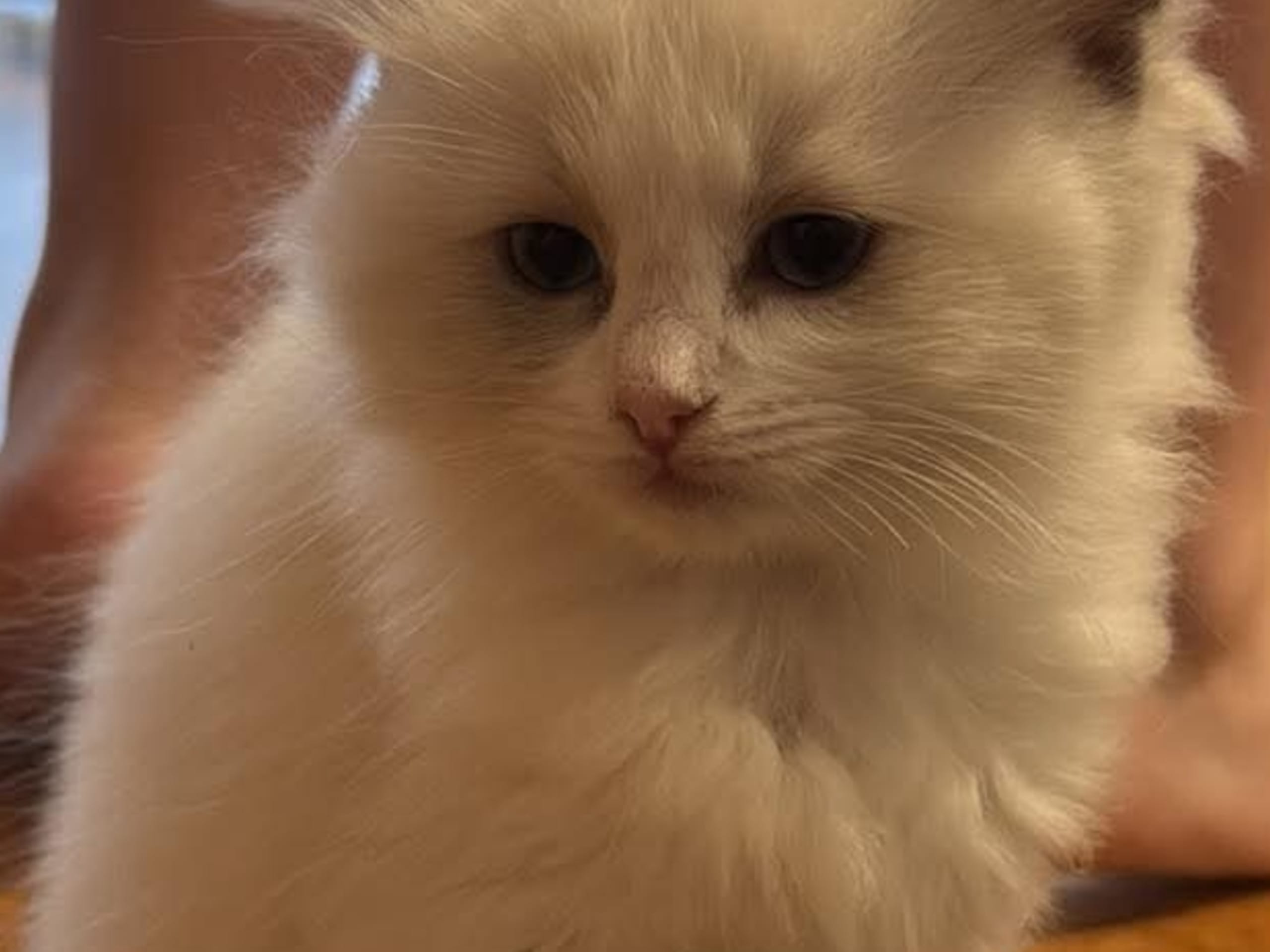 Ragdoll · Norrköping · Benjamin I.