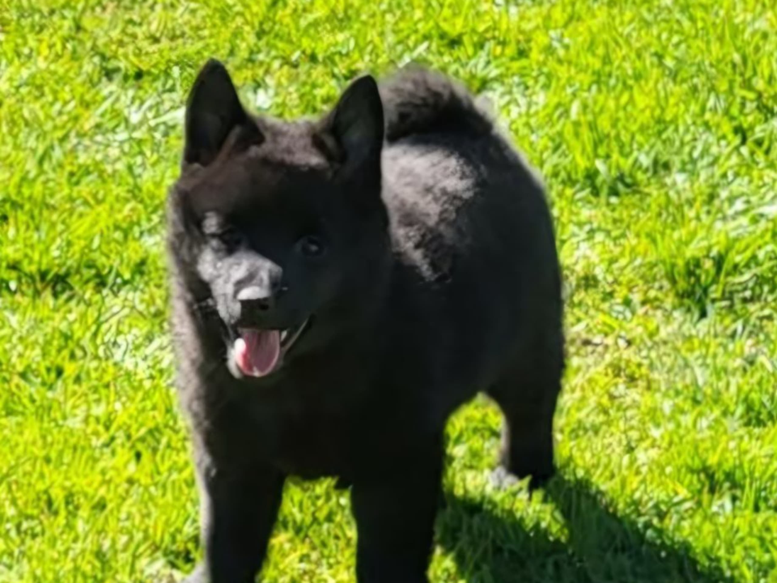 Schipperke · Saxtorp · Lövgrodans kennel