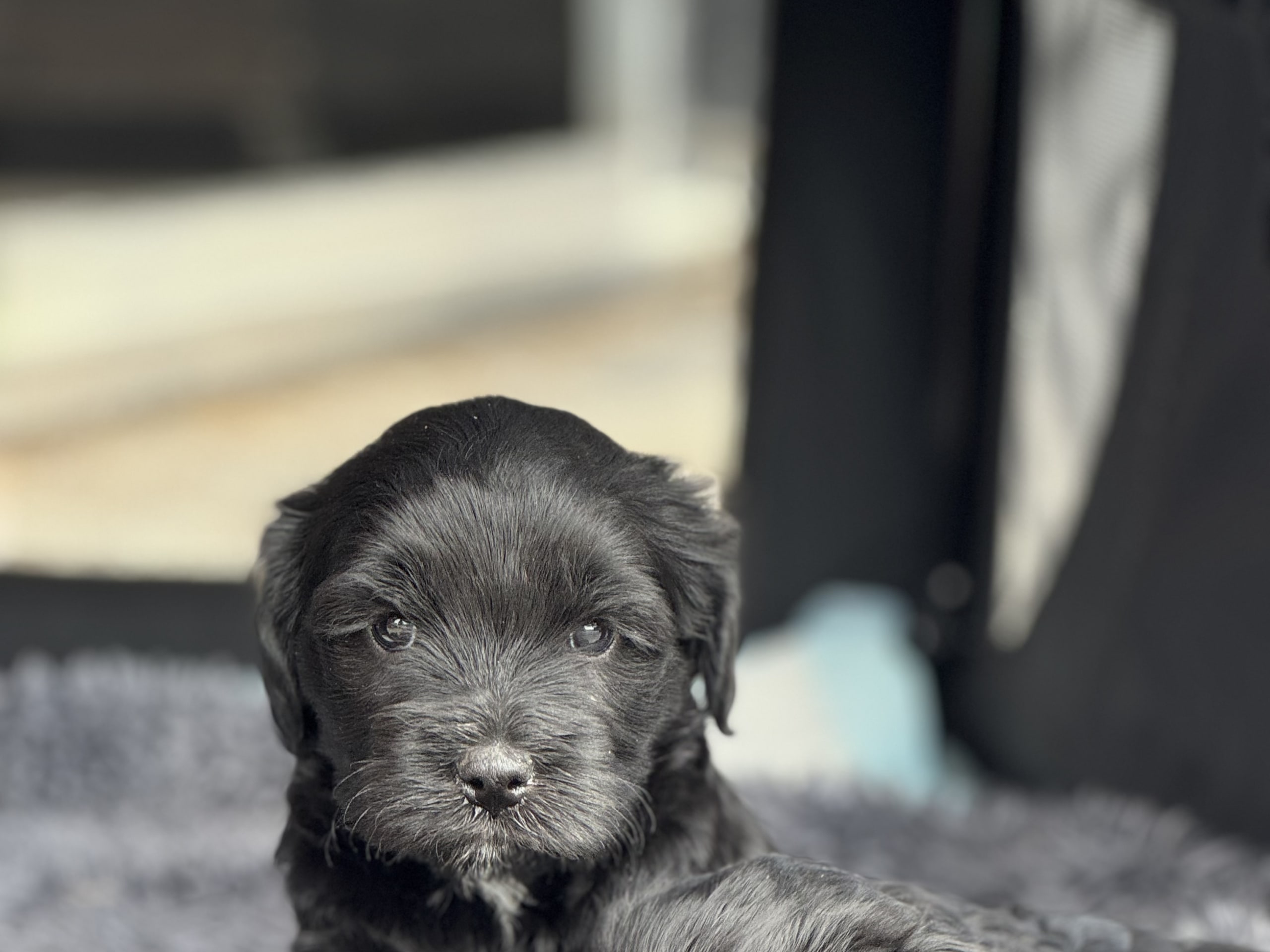 Tibetansk terrier · Skokloster · Solstickans
