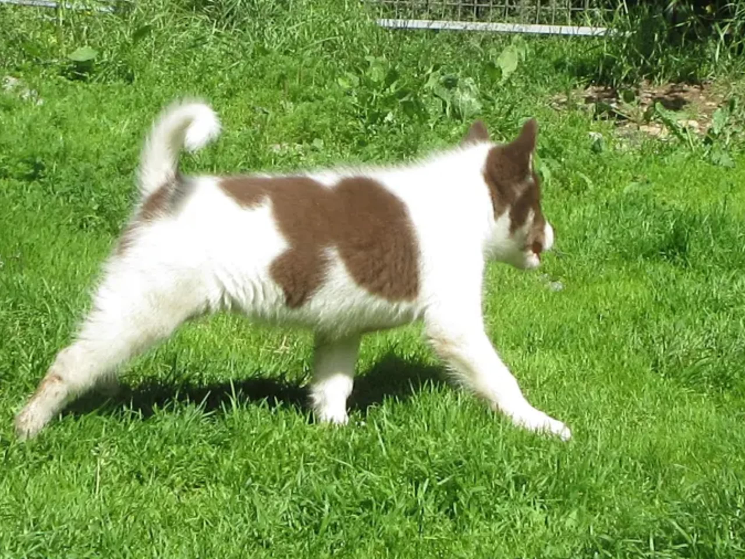 Grønlandshund