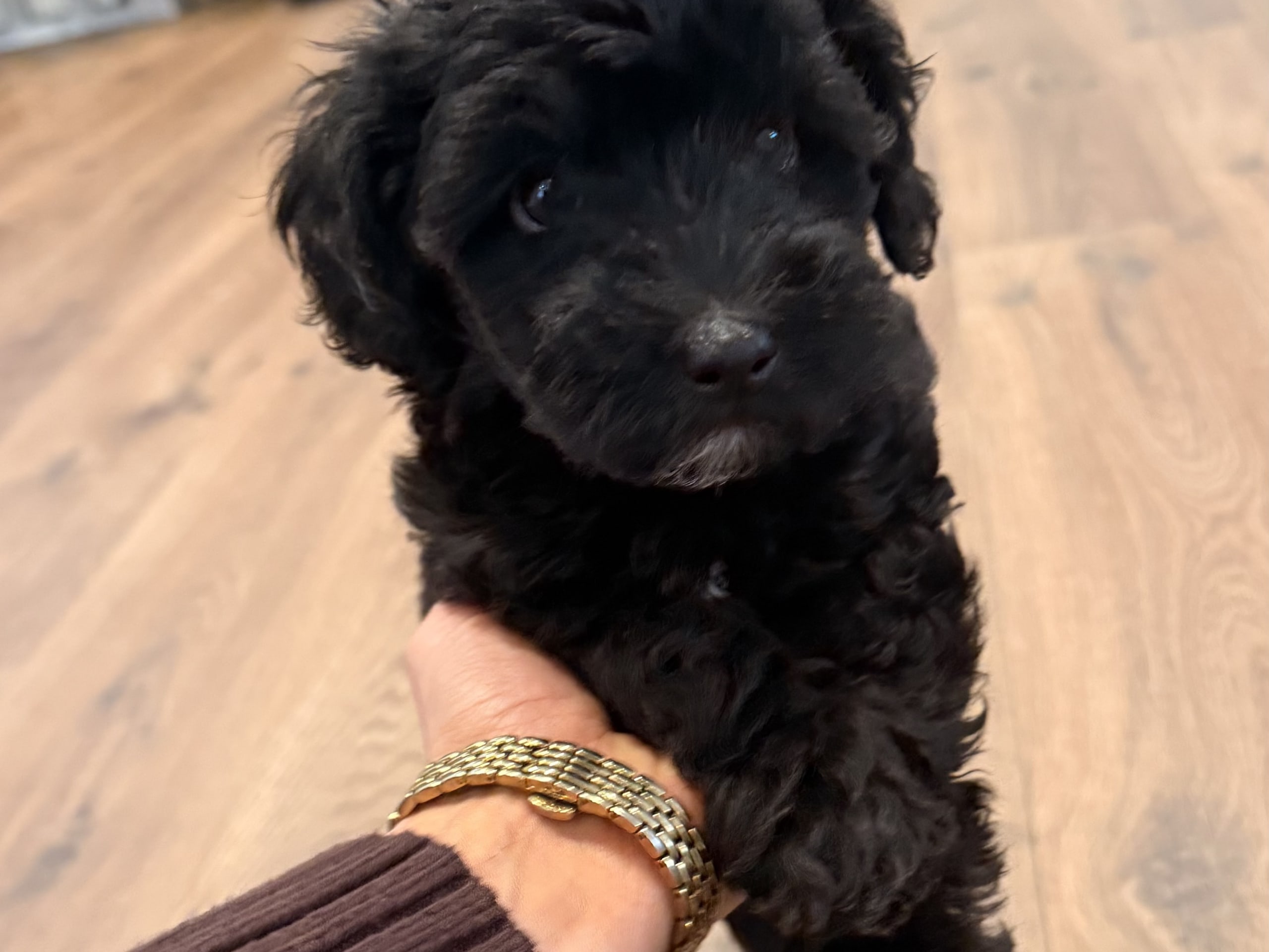 Maltipoo · Leksand · Asp