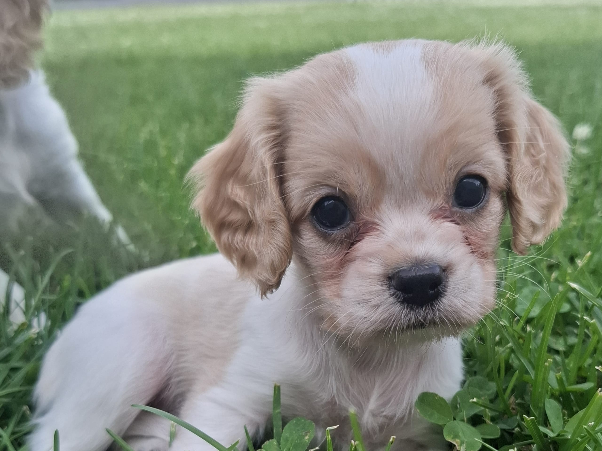 Cavapoo