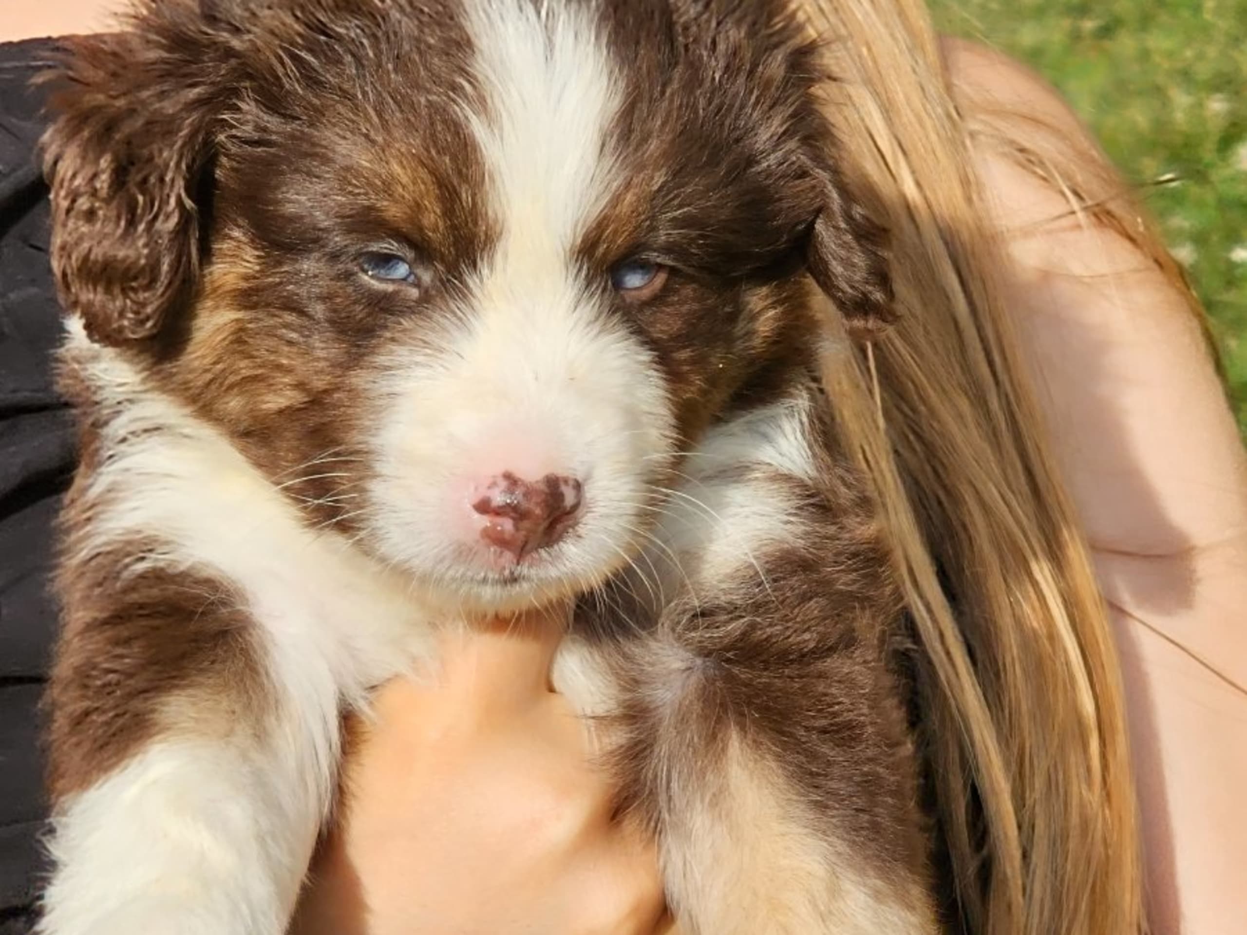 Miniature American Shepherd · Torshälla · Chiptails