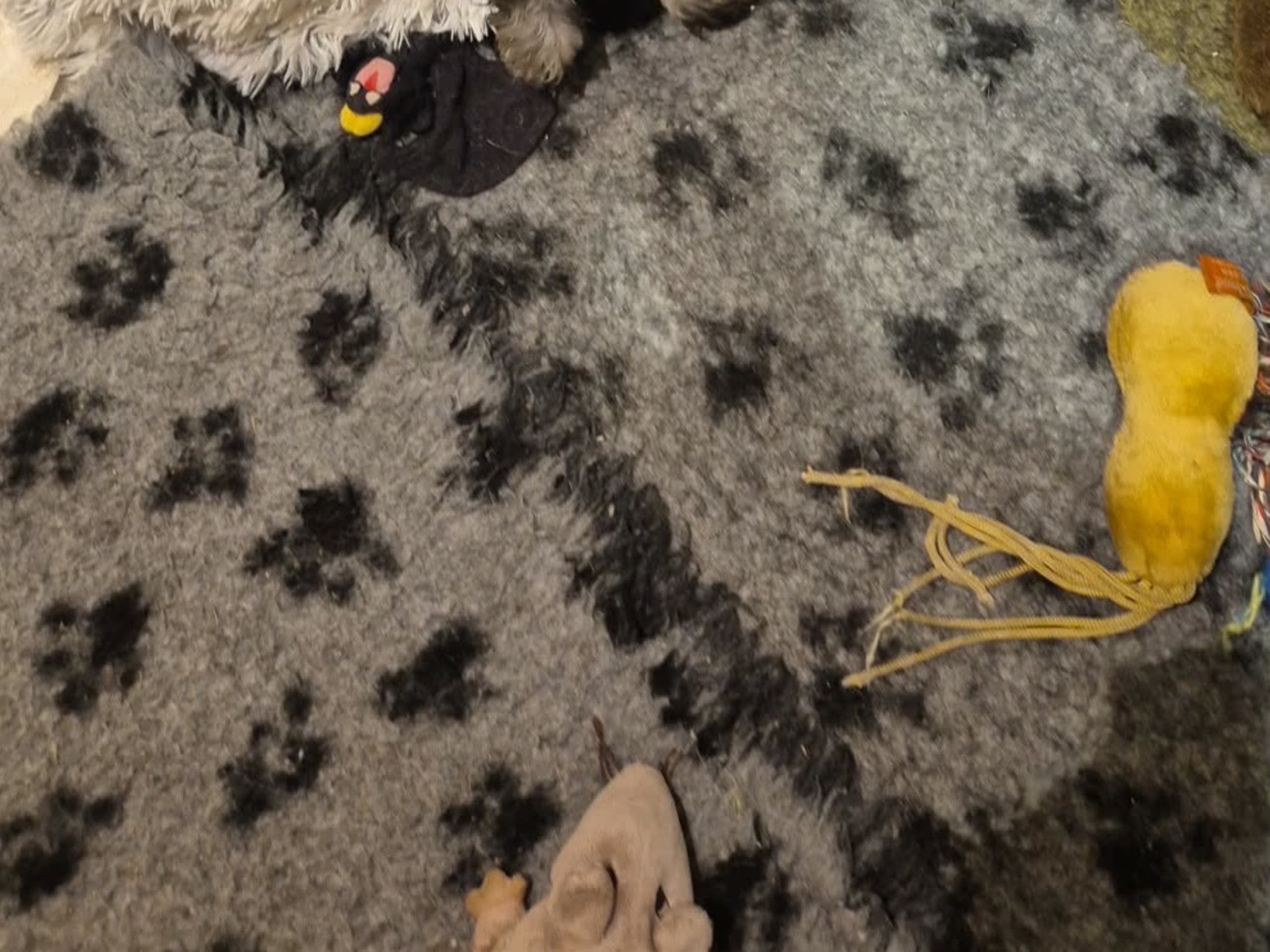 ELOFINS KENNEL