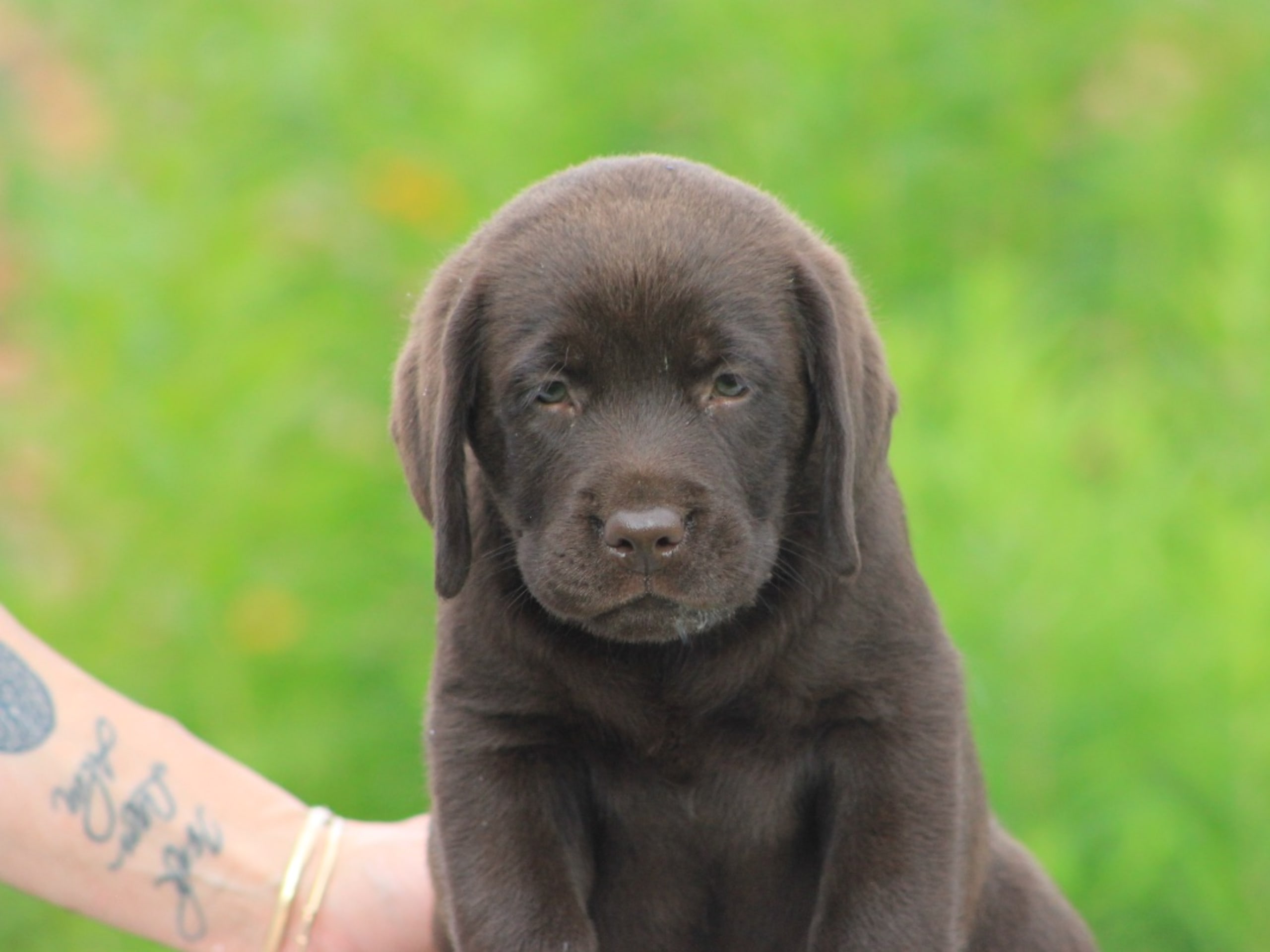 Labrador retriever · Björkvik · Cani Lee