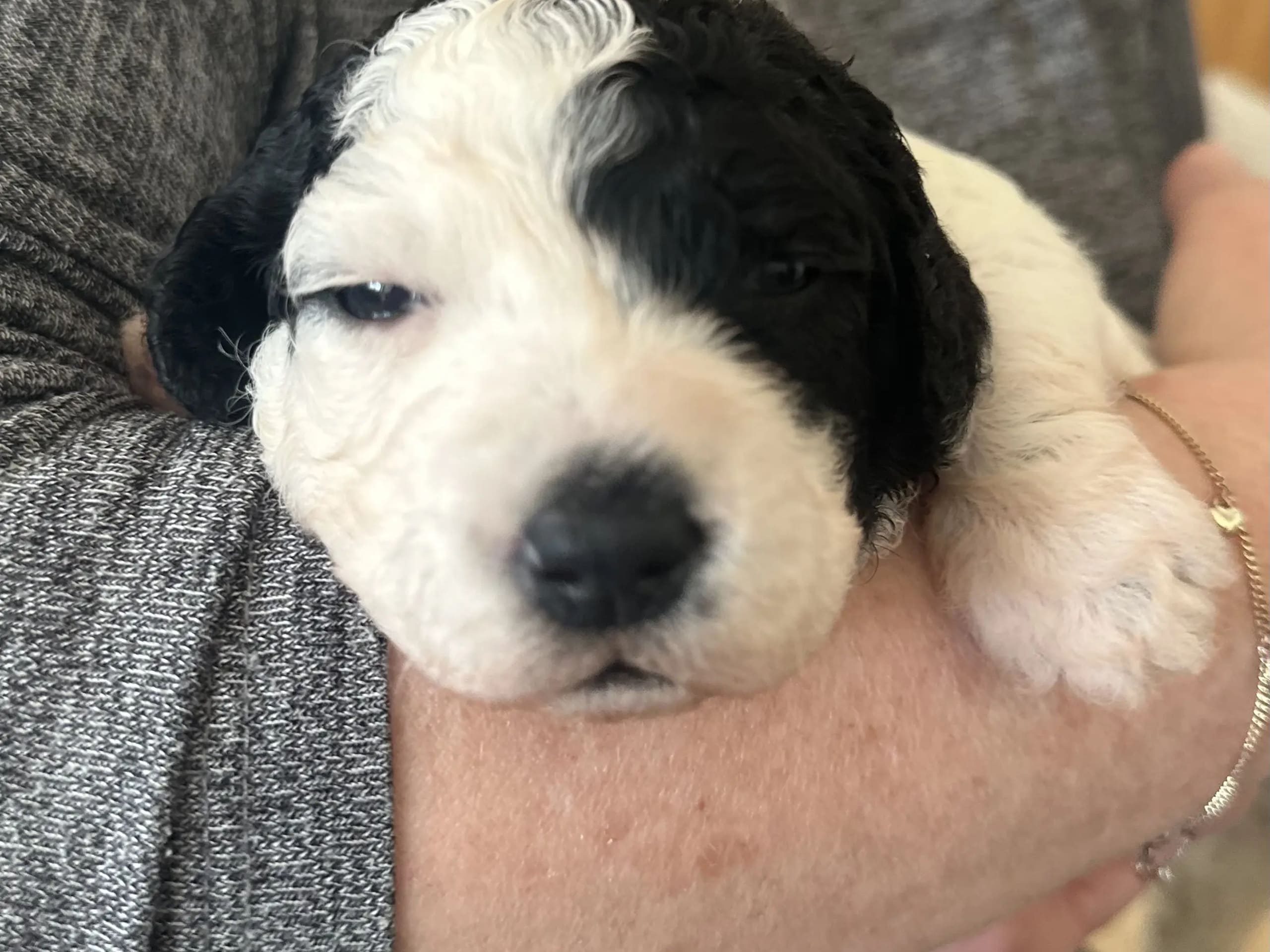 Spansk vannhund
