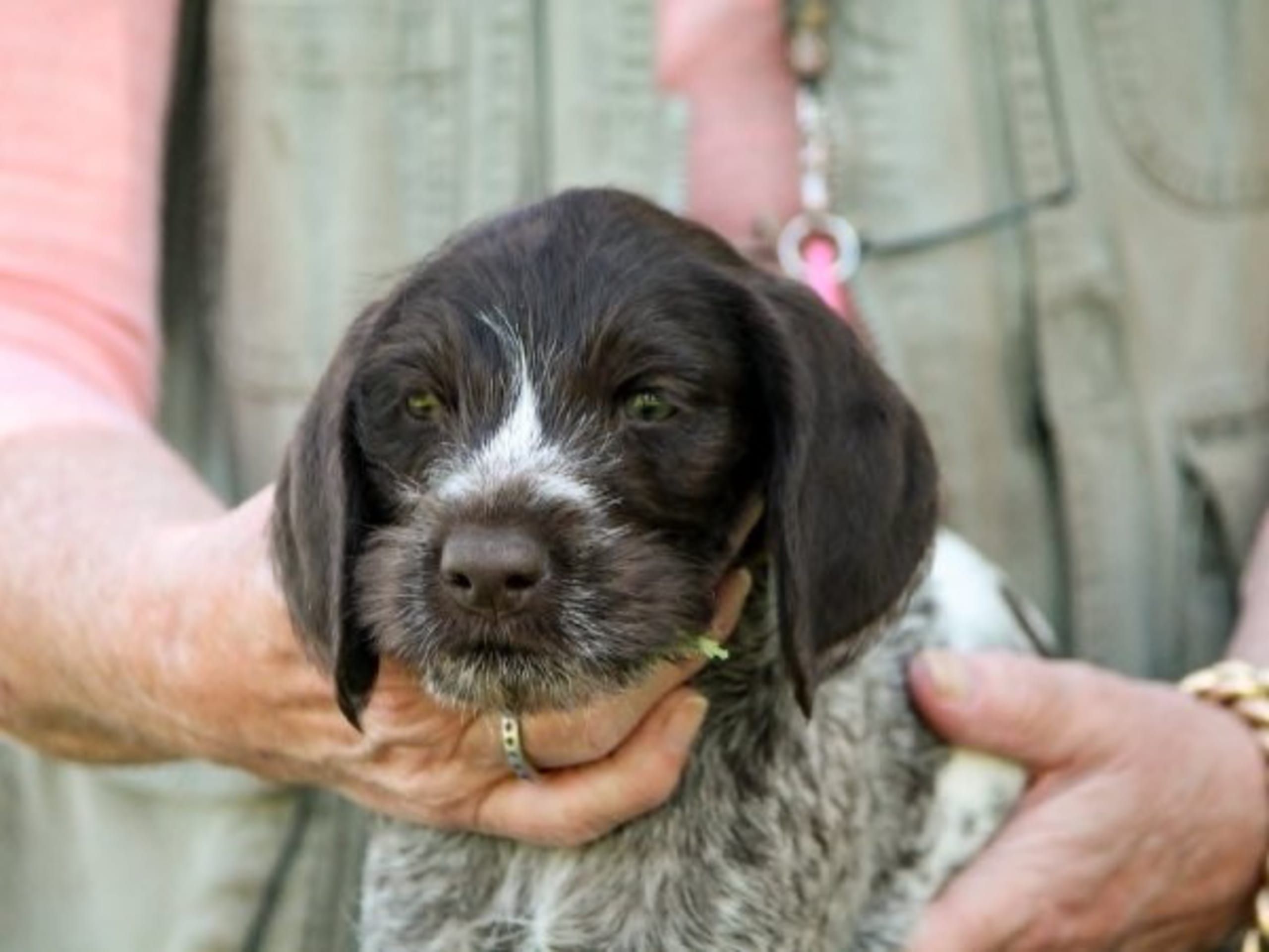 German Shorthaired Pointer (Vorsteh) · Höör · Brevikens