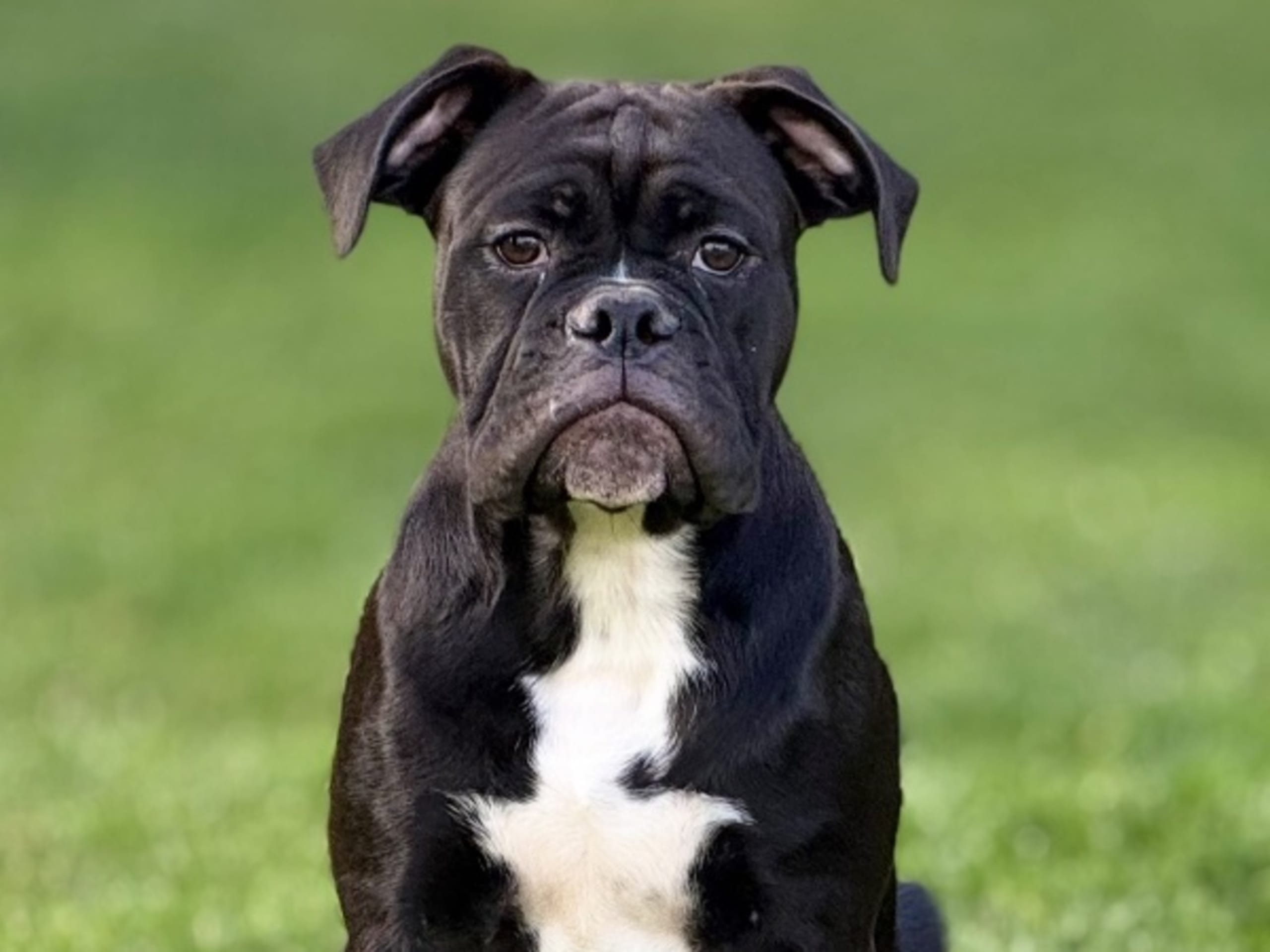 Continental Bulldog · Boden · Bayogoulas