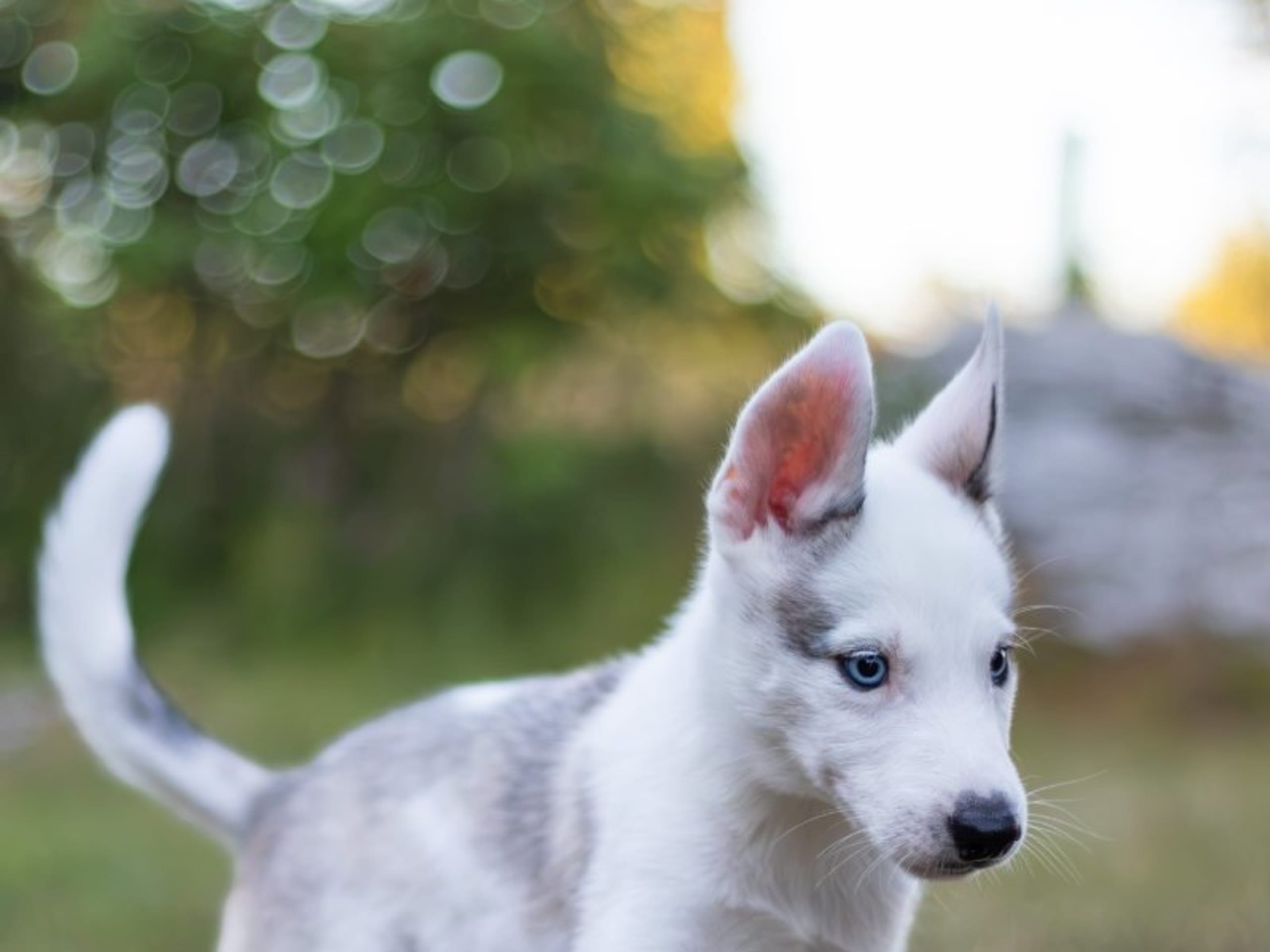 Siberian Husky · Strängnäs · Darkspell's