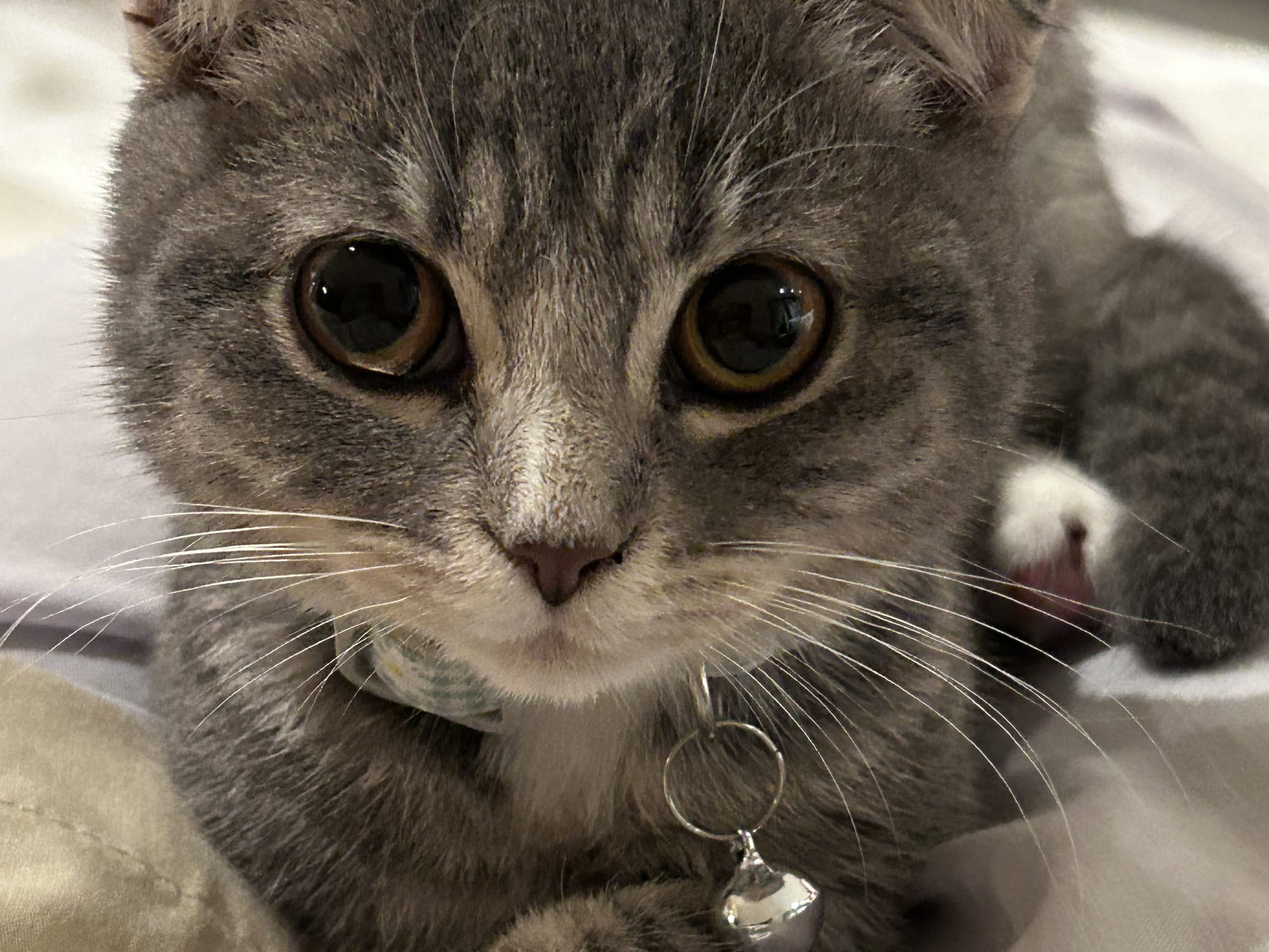 Scottish Fold · Skedsmokorset · Fasih A.