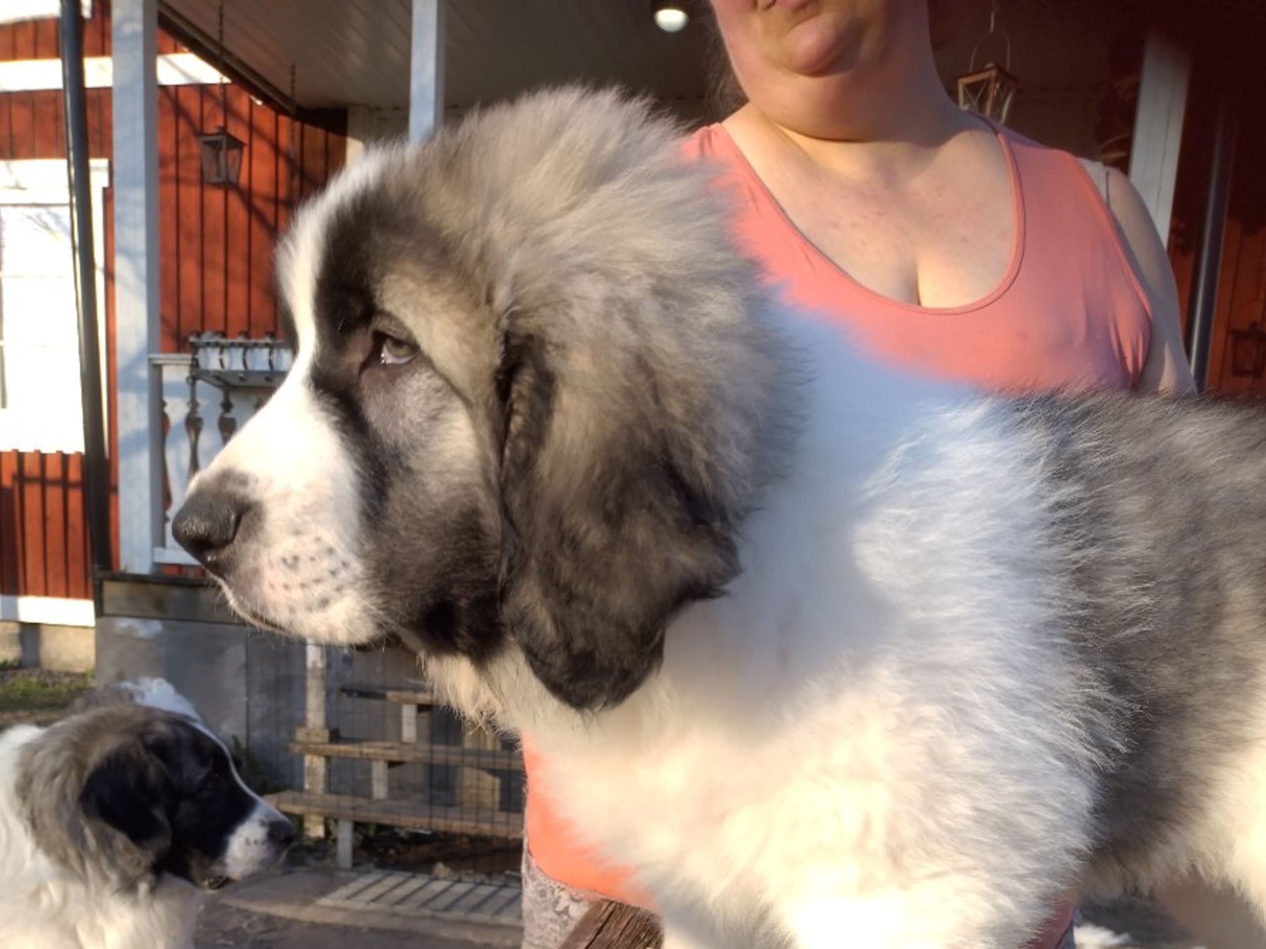 Pyrenean Mastiff · Grängesberg · Dulanilo's