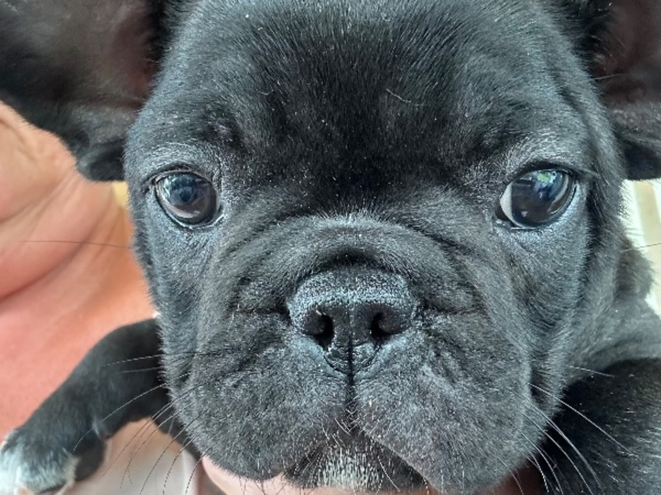 Fransk bulldogg