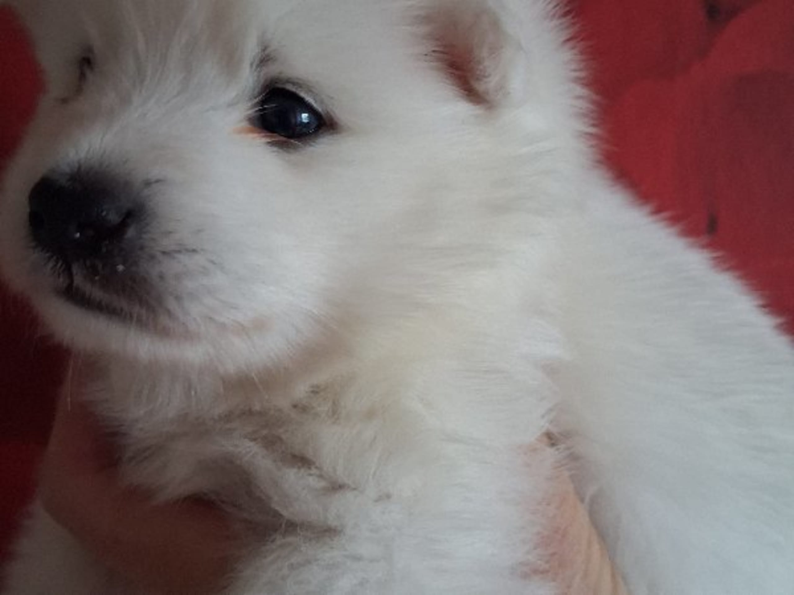 Japanese Spitz · Kristdala · Kennel Alegros