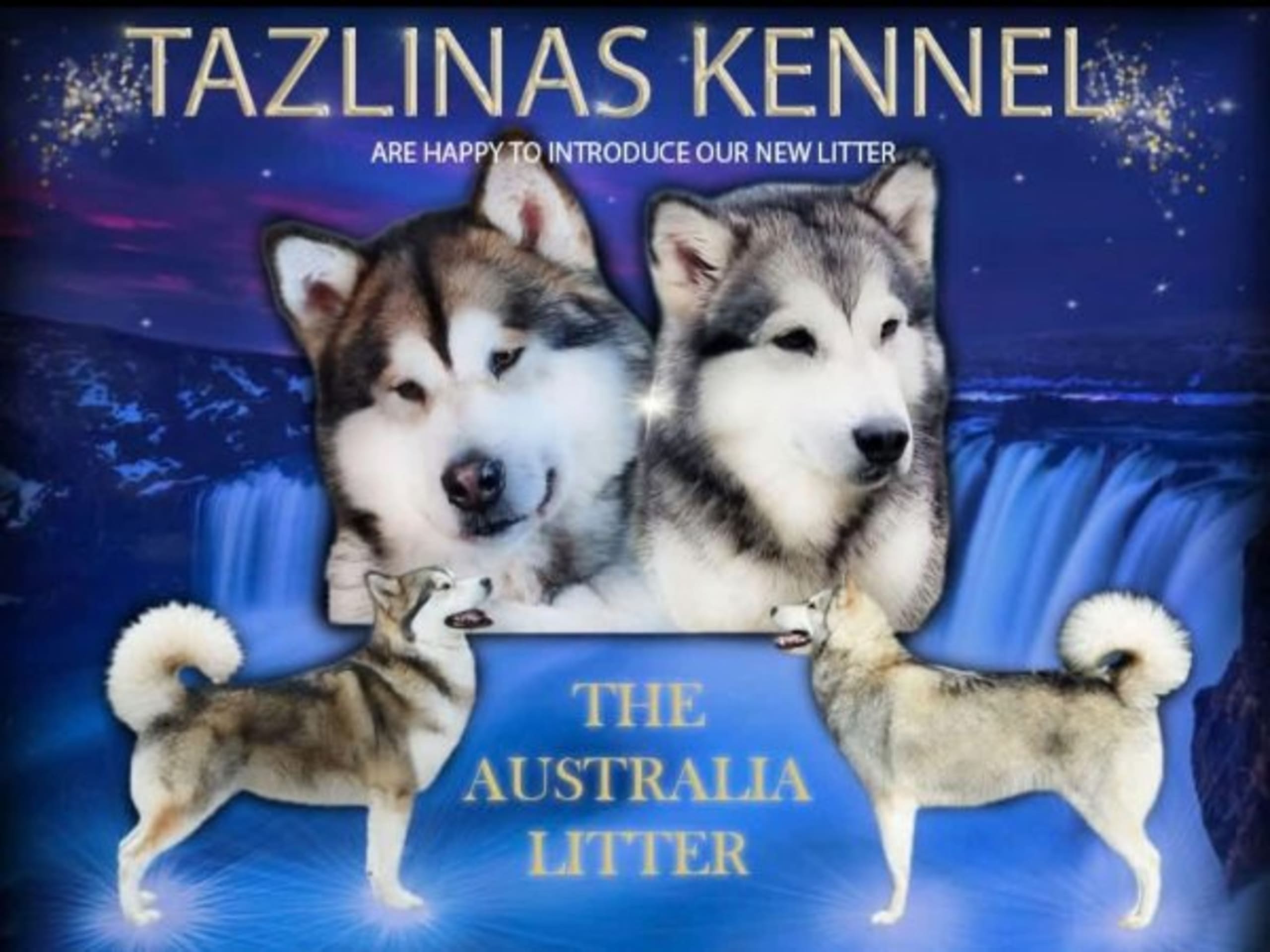 Alaskan Malamute · Ludvika · Tazlinas