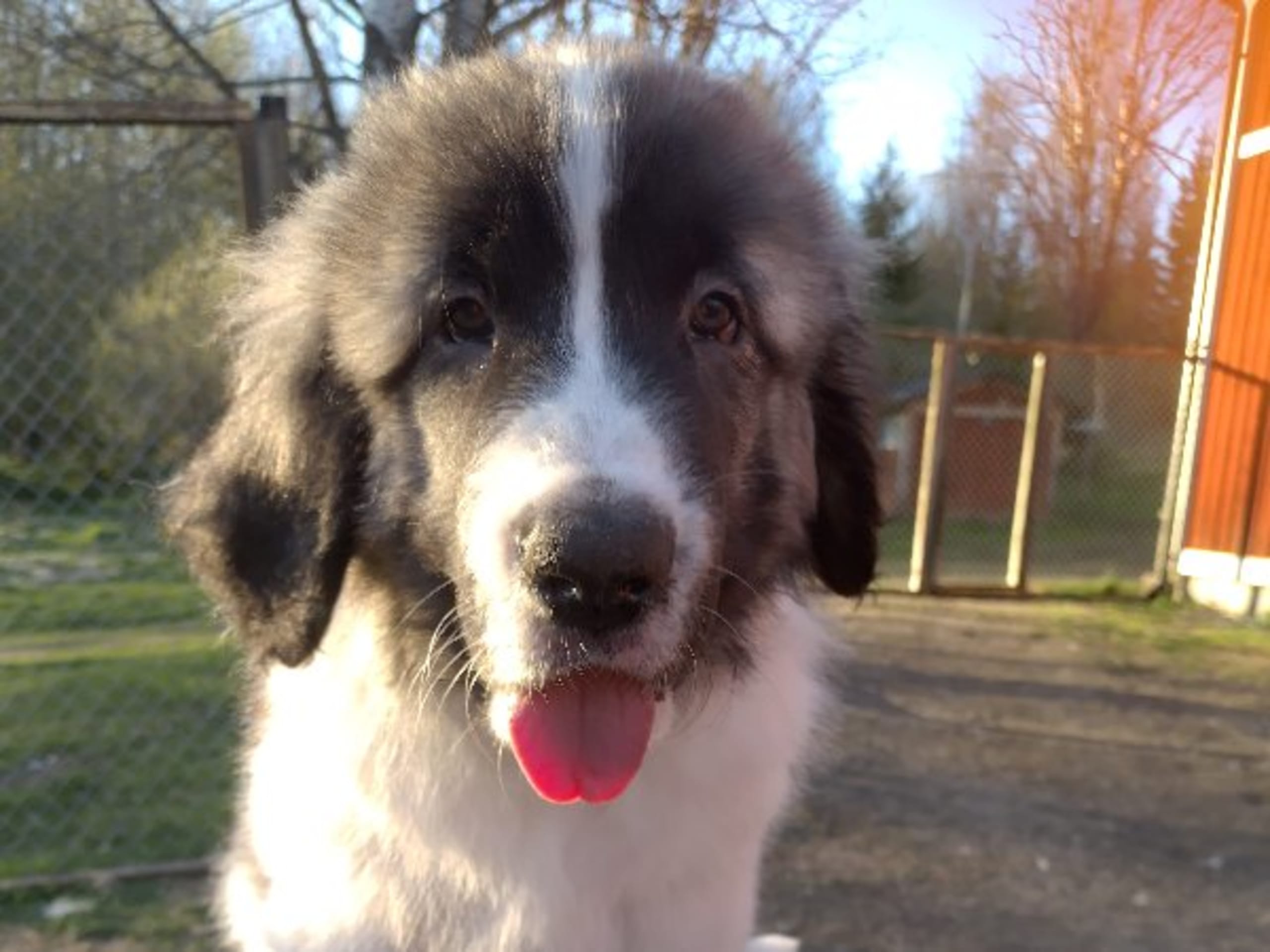 Pyrenean Mastiff · Grängesberg · Dulanilo's