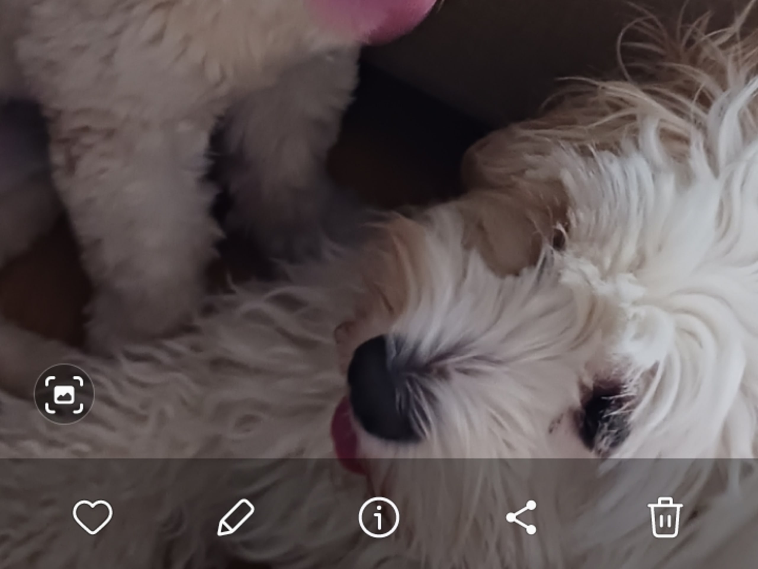 Shih-poo · Fränsta · Katarina H.