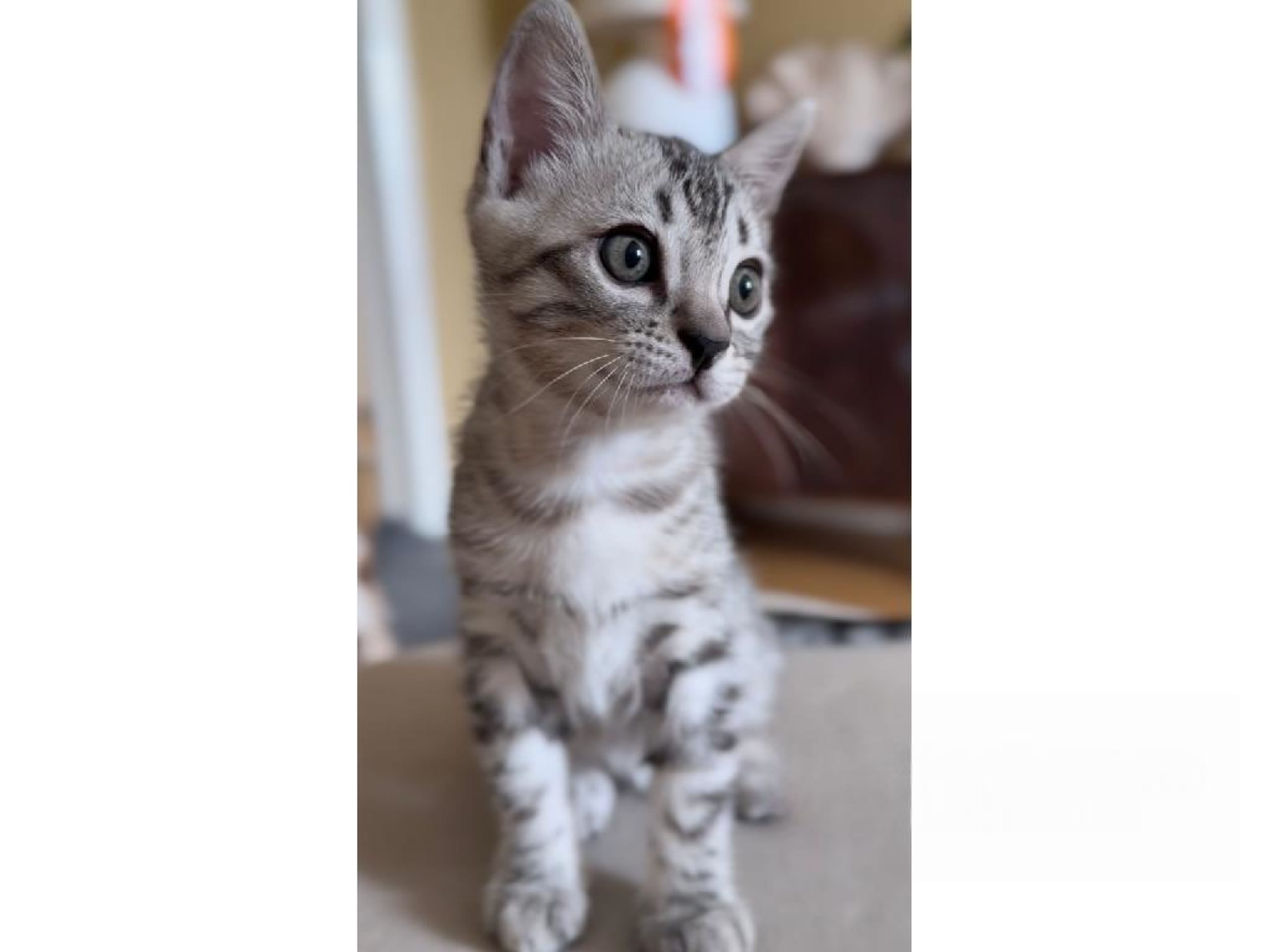 Bengal