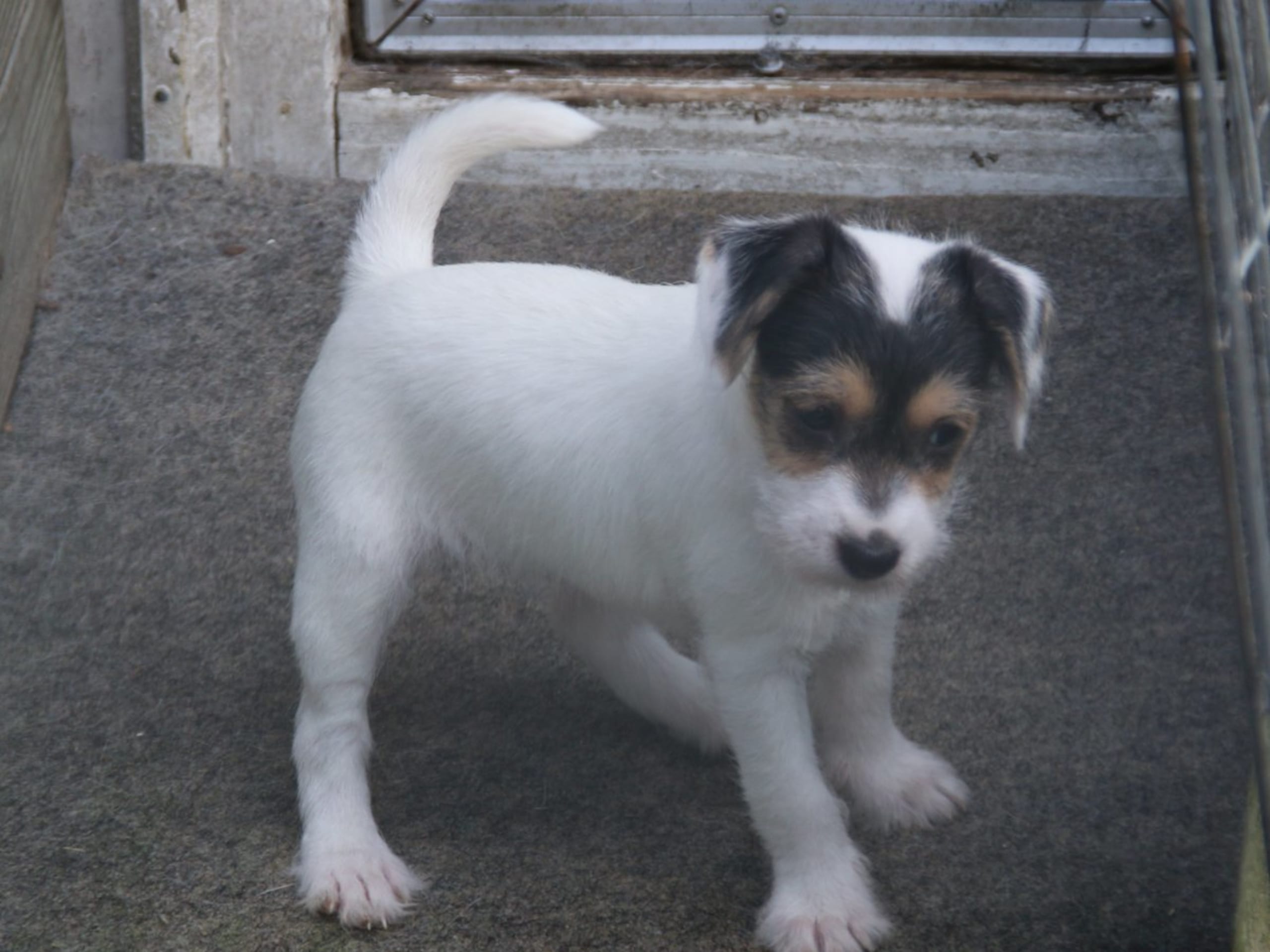 Parson russell terrier · Kristianstad · Double Barrel's