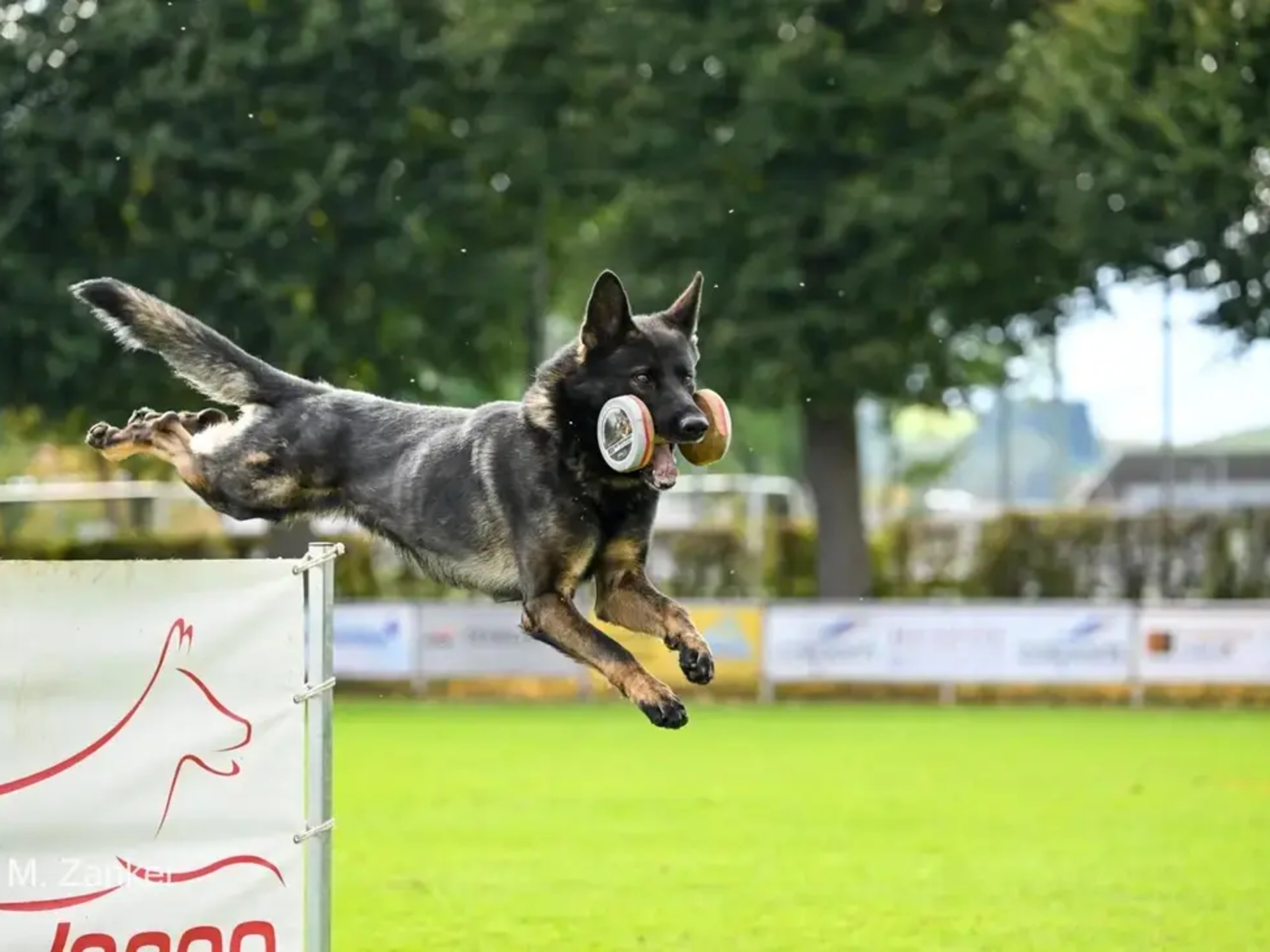 German Shepherd Dog · Lunde · Ulvehiet