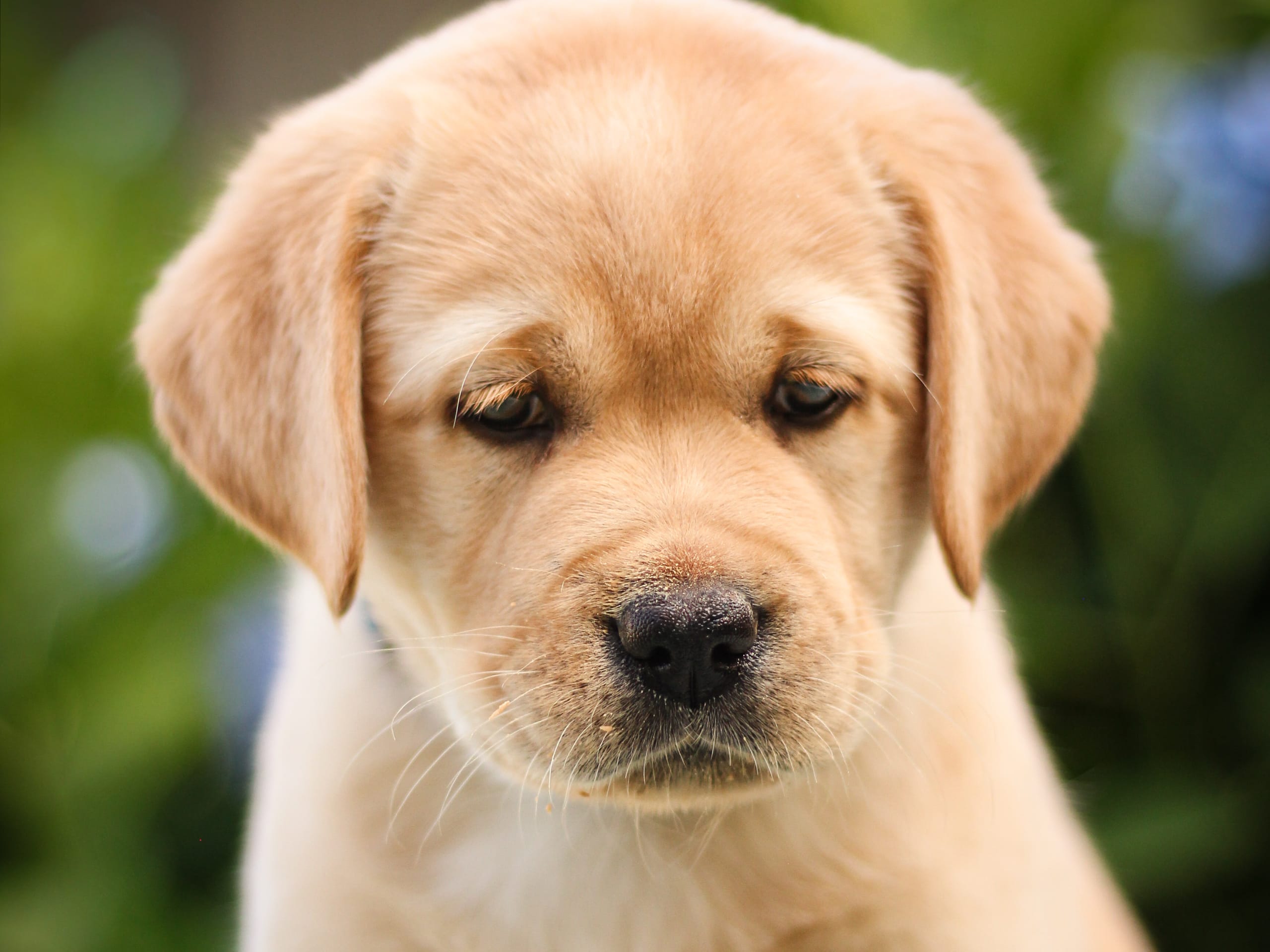 Labrador retriever · Svärtinge · Blankgölens kennel