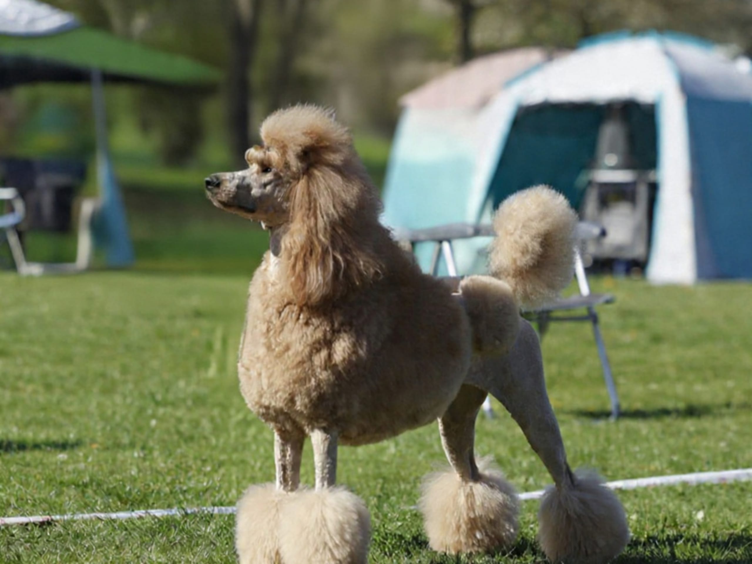 Standard Poodle · Svinninge · Golden Curly Dream