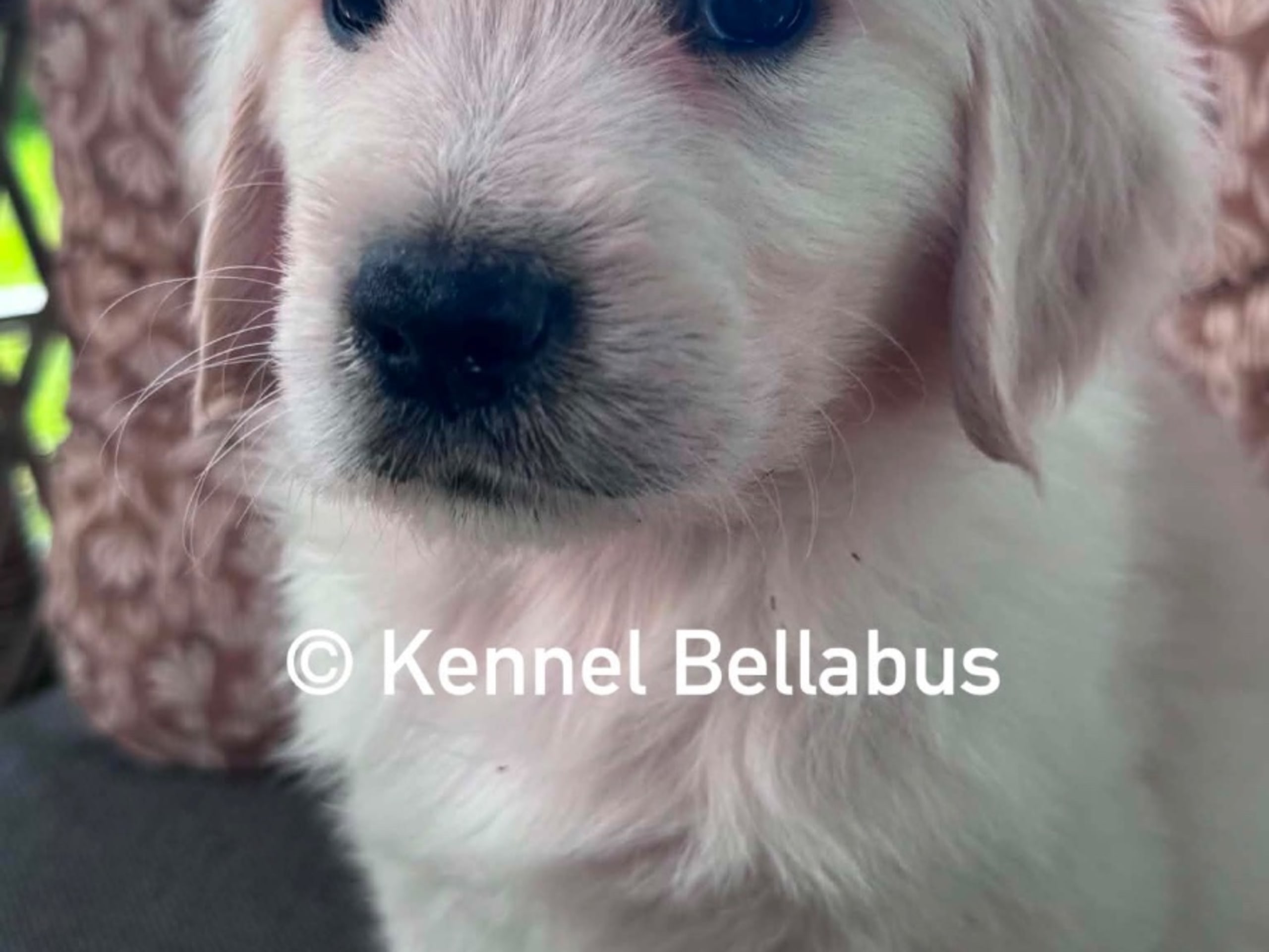 Golden retriever · Hökerum · Bellabus