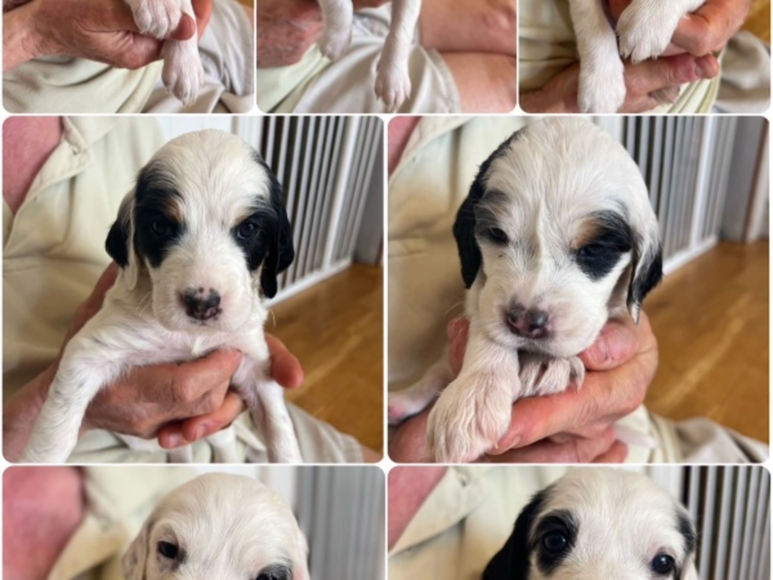 English Setter · Gnesta · Peter Af Uhr
