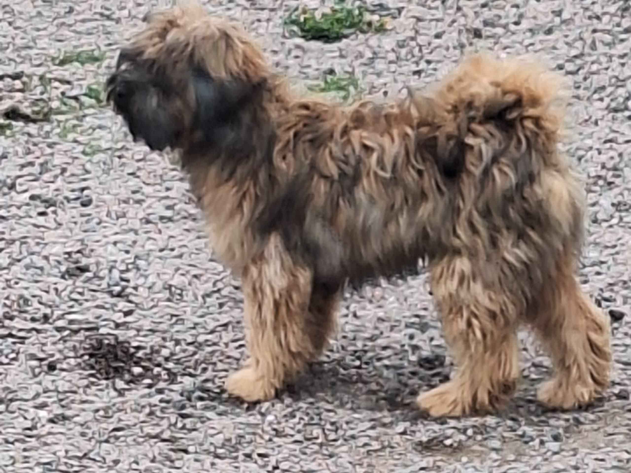 Tibetansk terrier · Hörby · Khambas